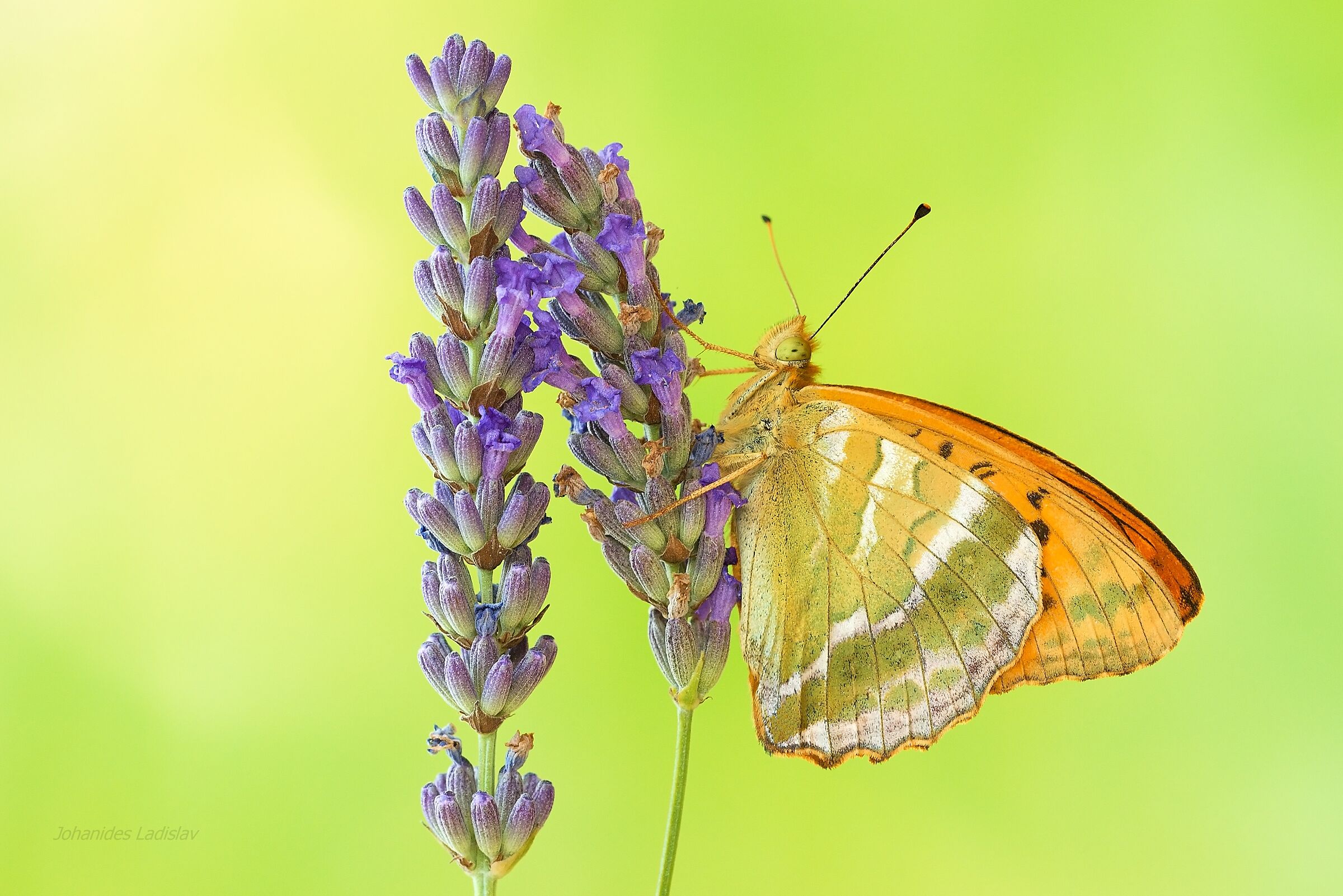 Argynnis paphia