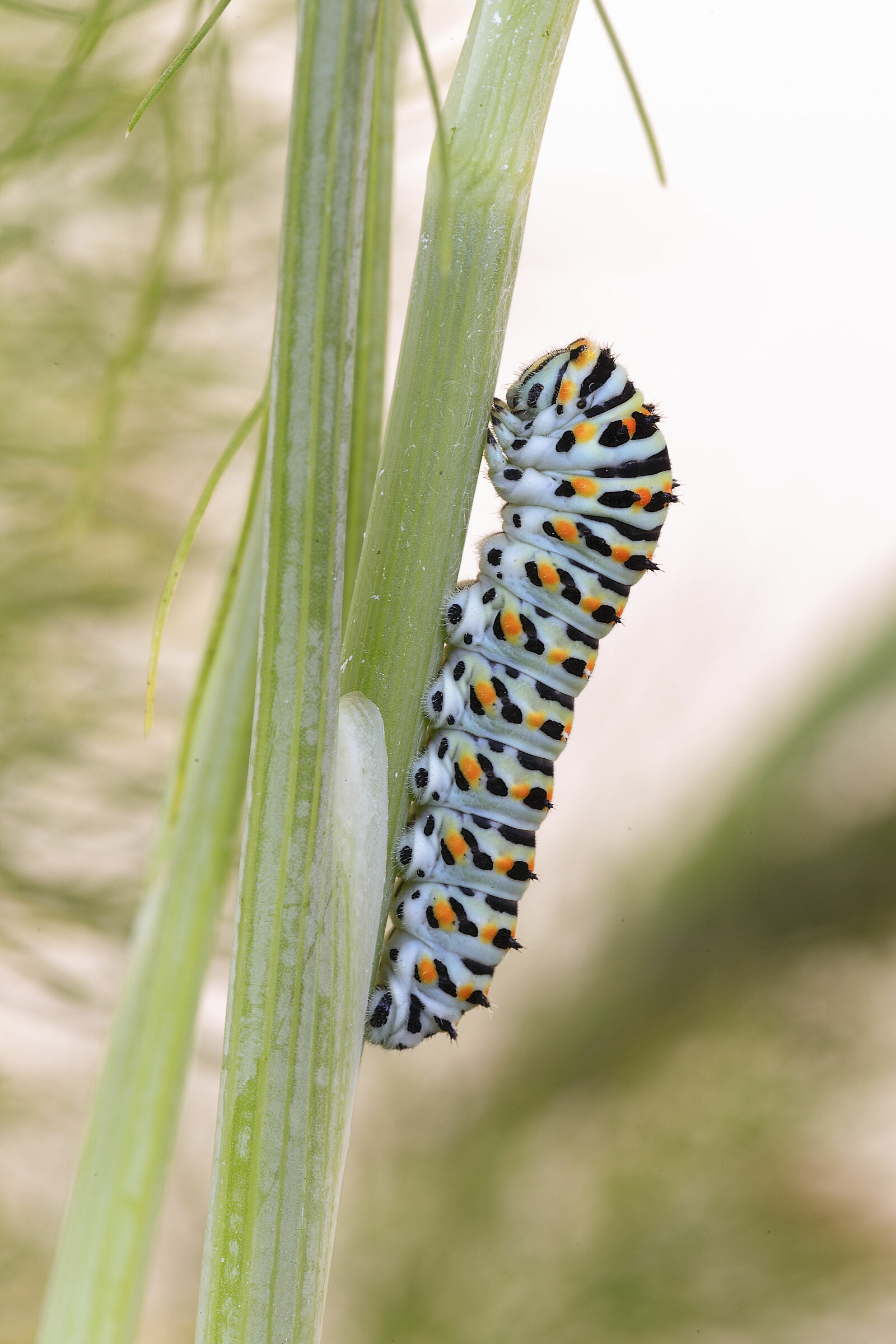 Macaone caterpillar