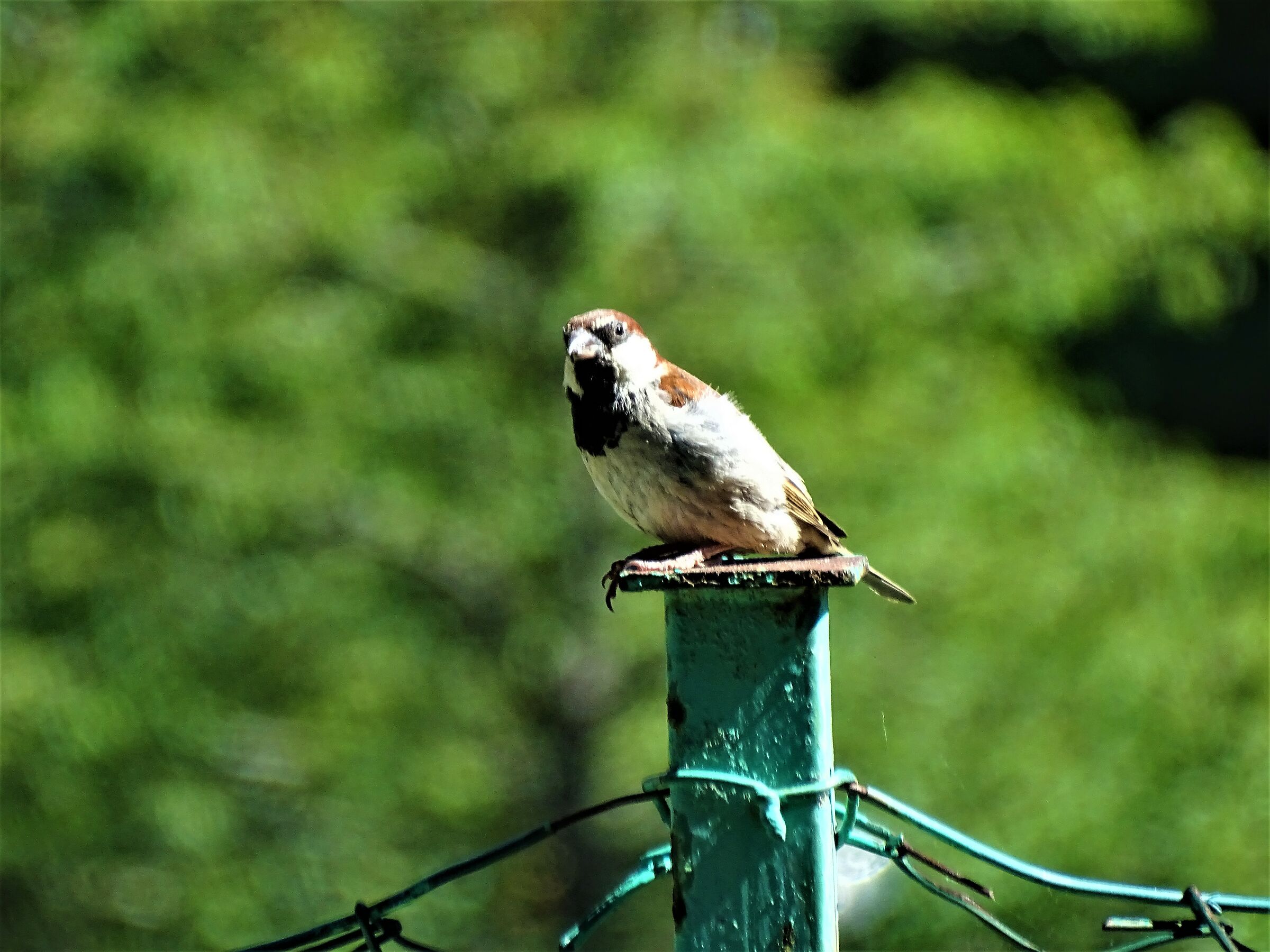 passerotto di montagna