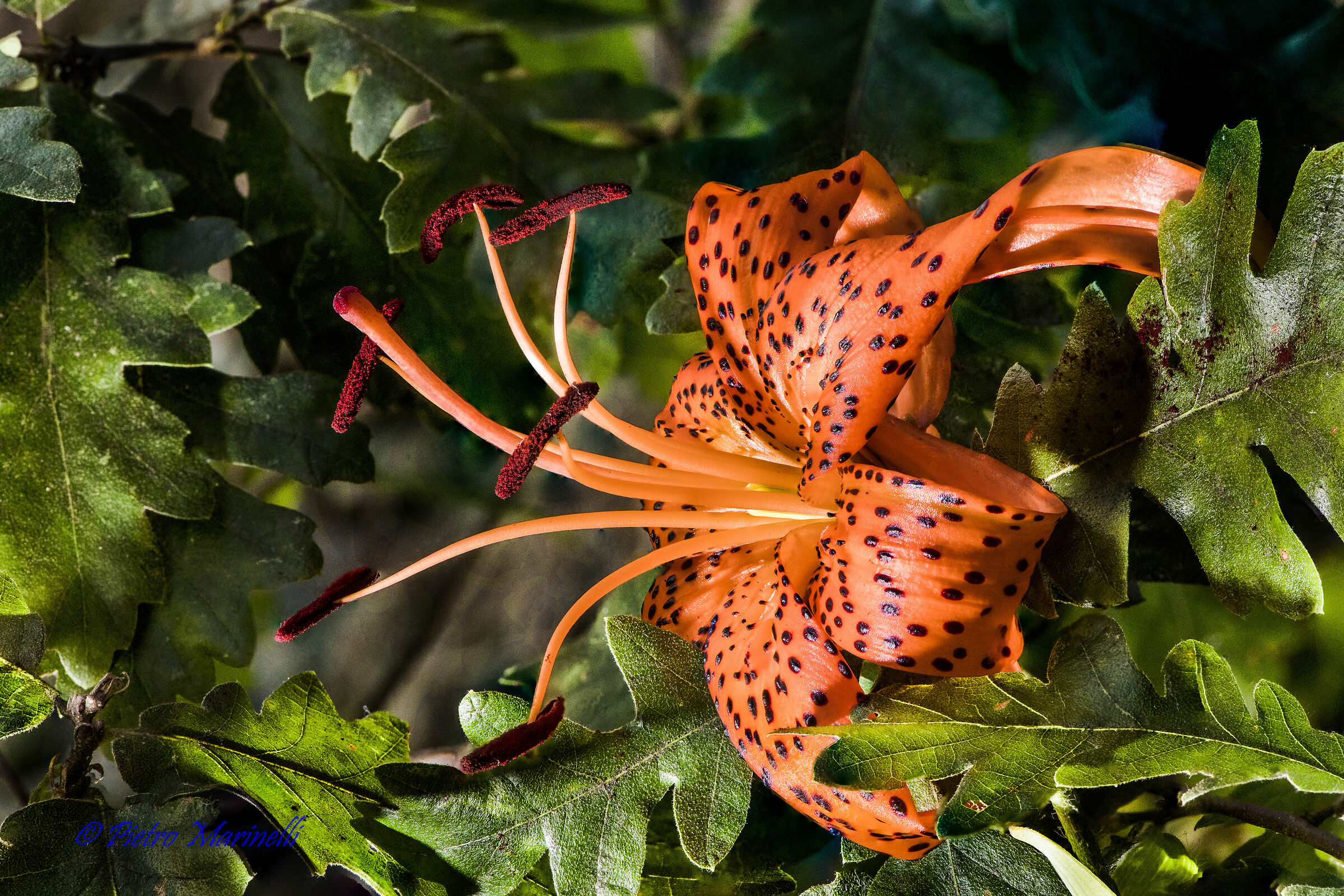 lily in the oak forest