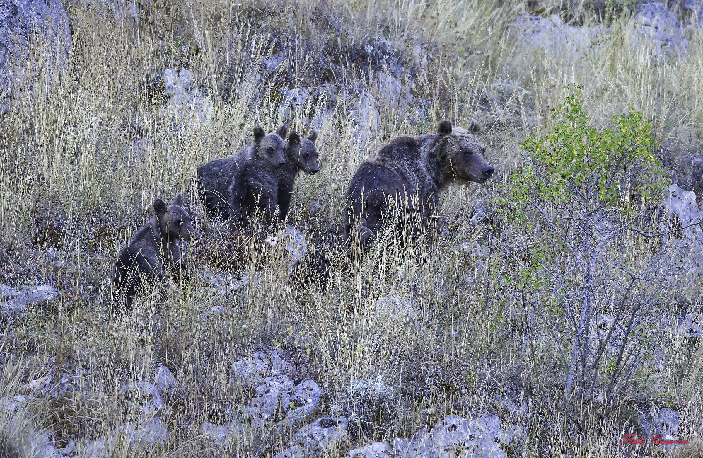Bear with four cubs