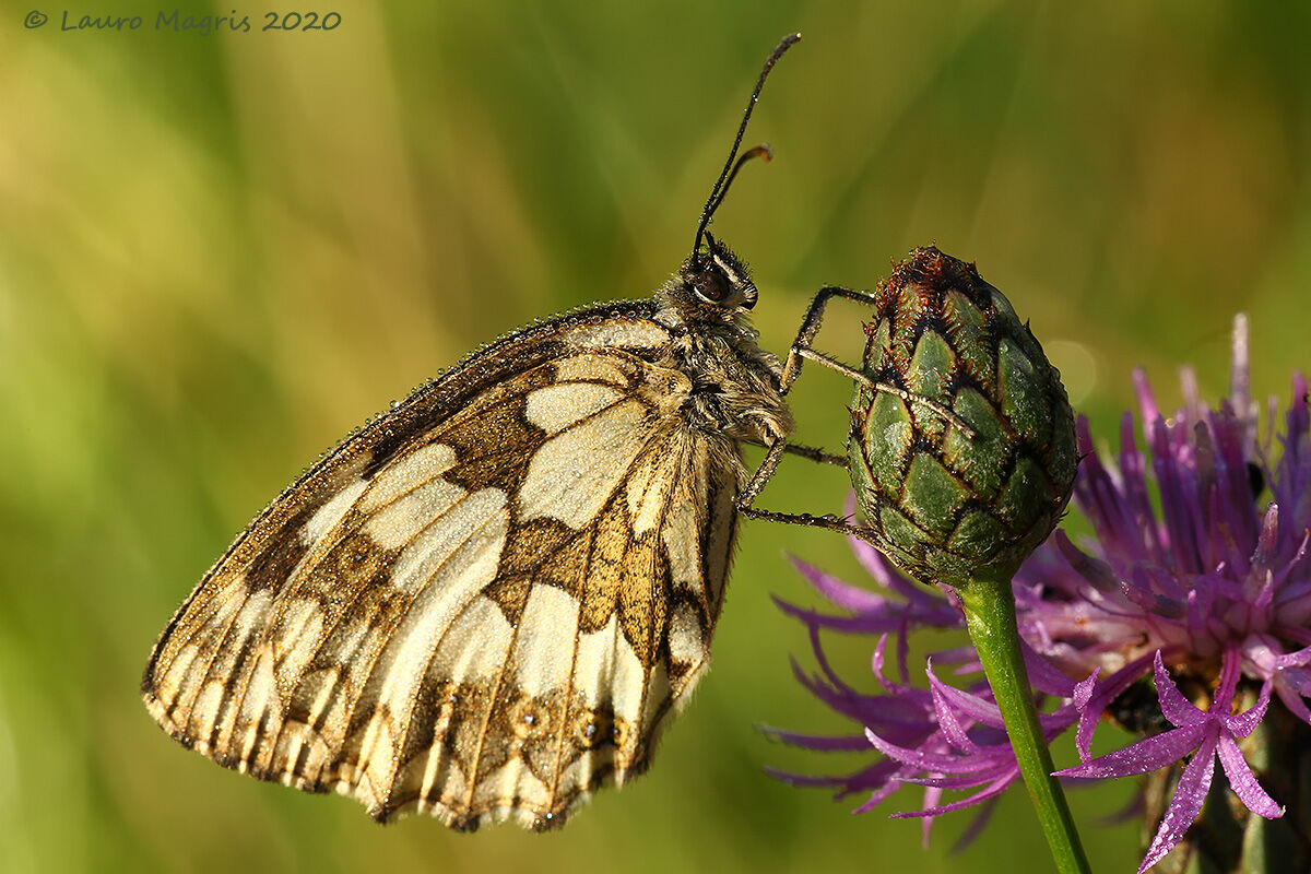 Melanargia Galathea