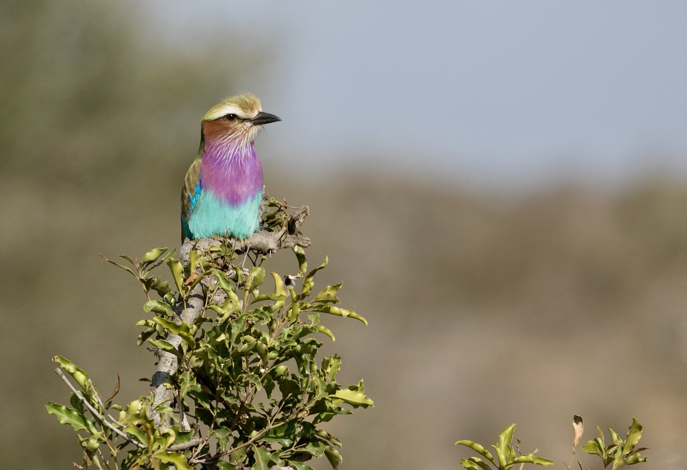 Lilac-breasted roller - Ghiandaia pettolilla