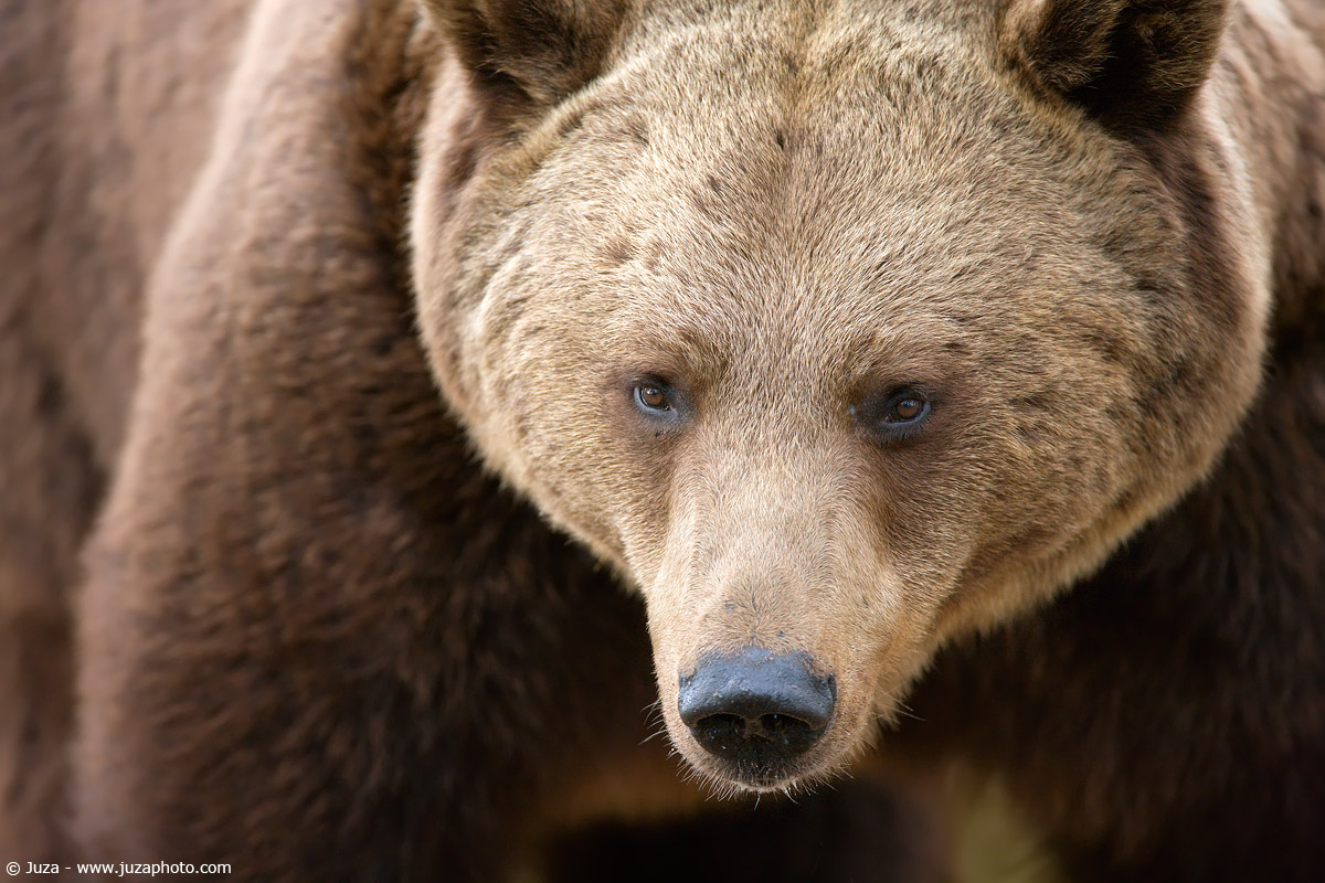 Ursus arctos (Orso Bruno), 009692