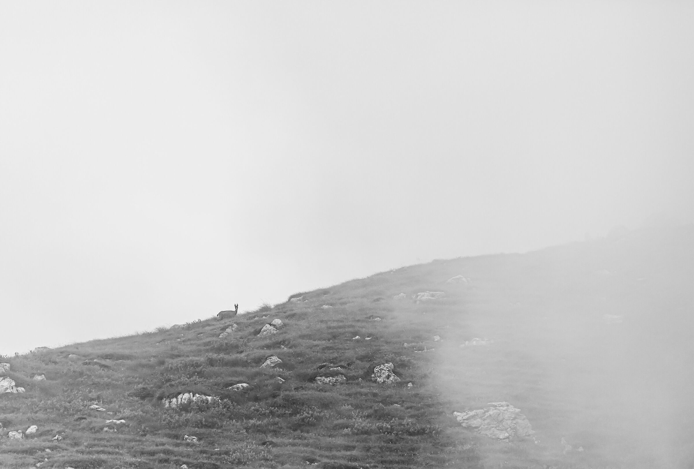 Perso nella nebbia..