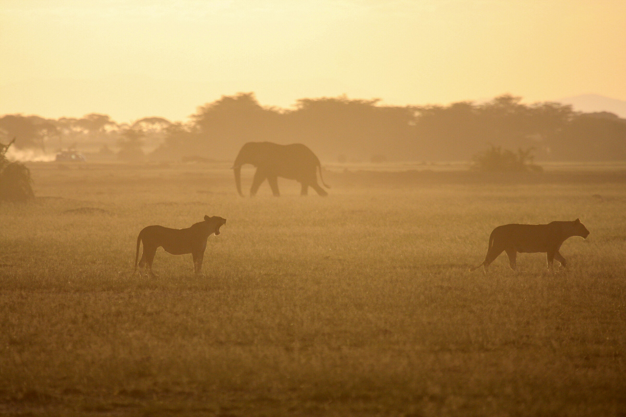Savana Africana Tramonto
