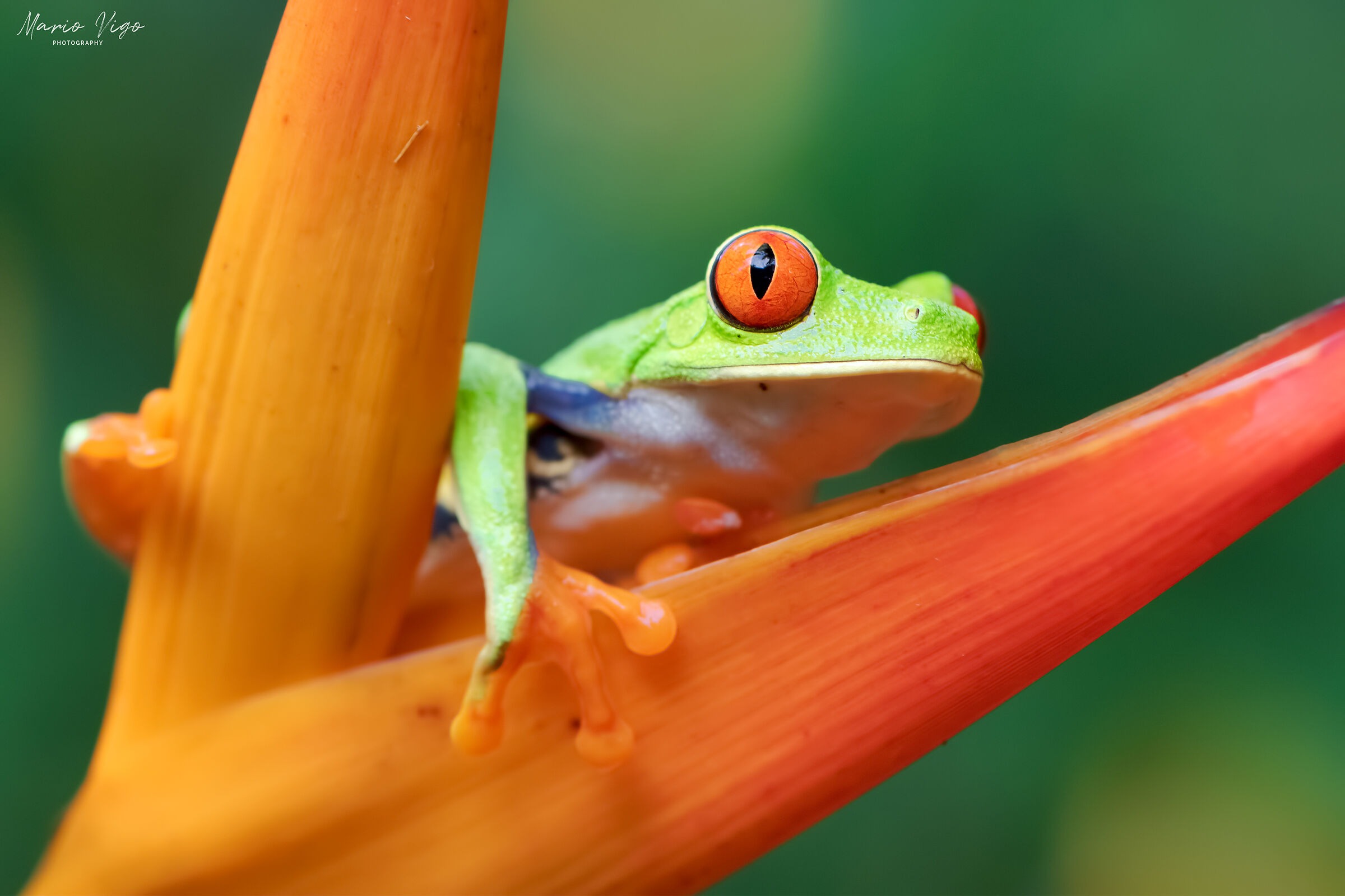 Red-eyed frog