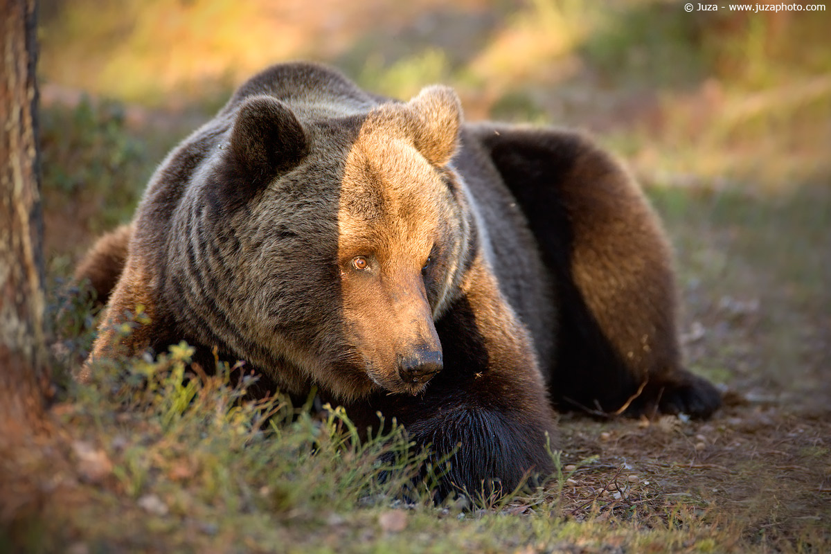 Ursus arctos (Orso Bruno) , 009719