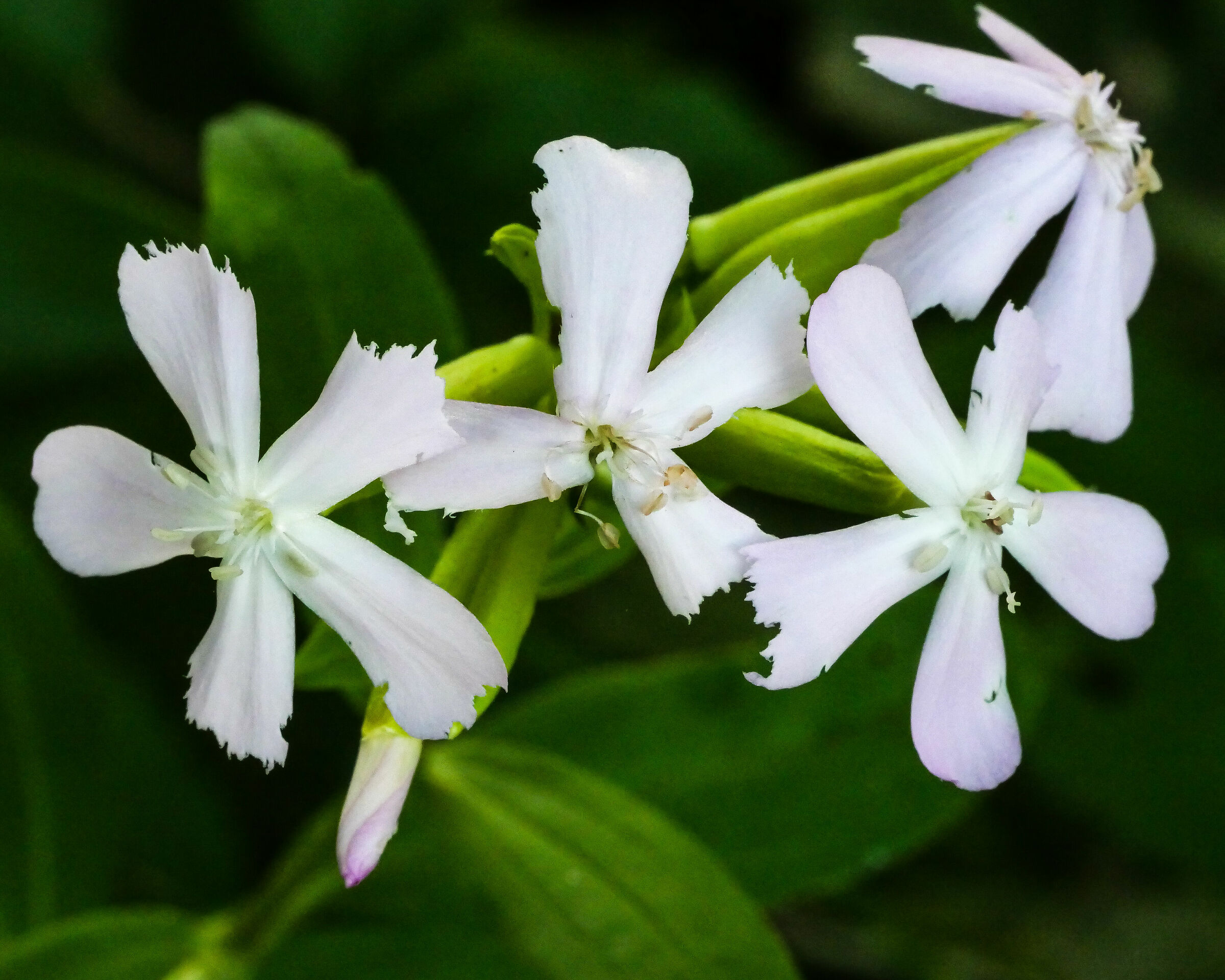 Saponaria Officinalis
