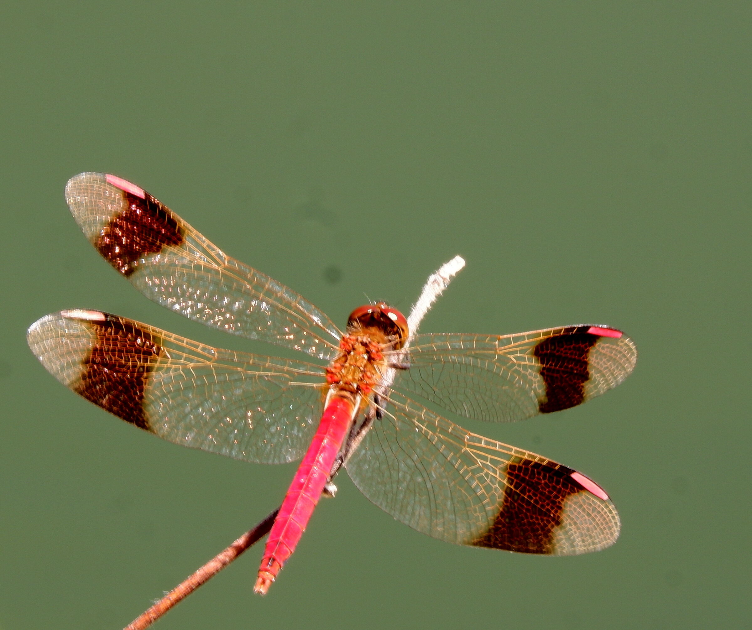 Sympetrum pedemontanum  3