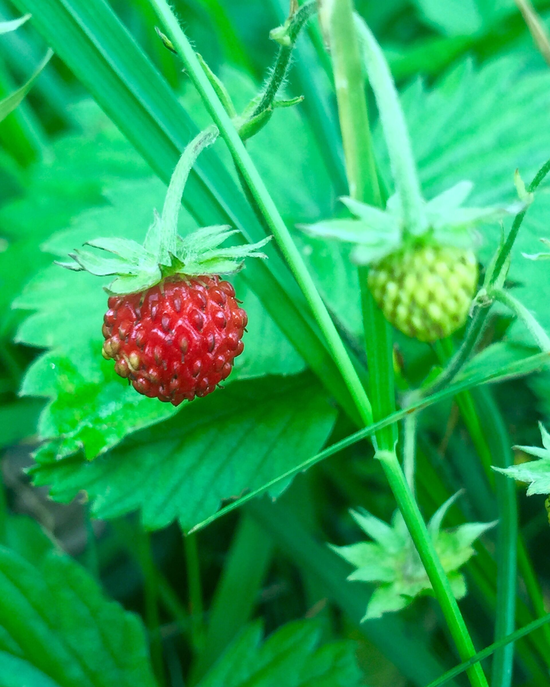 Forest strawberries