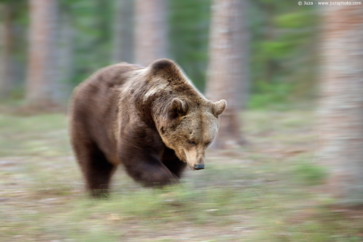 Ursus arctos (Orso Bruno), 009746