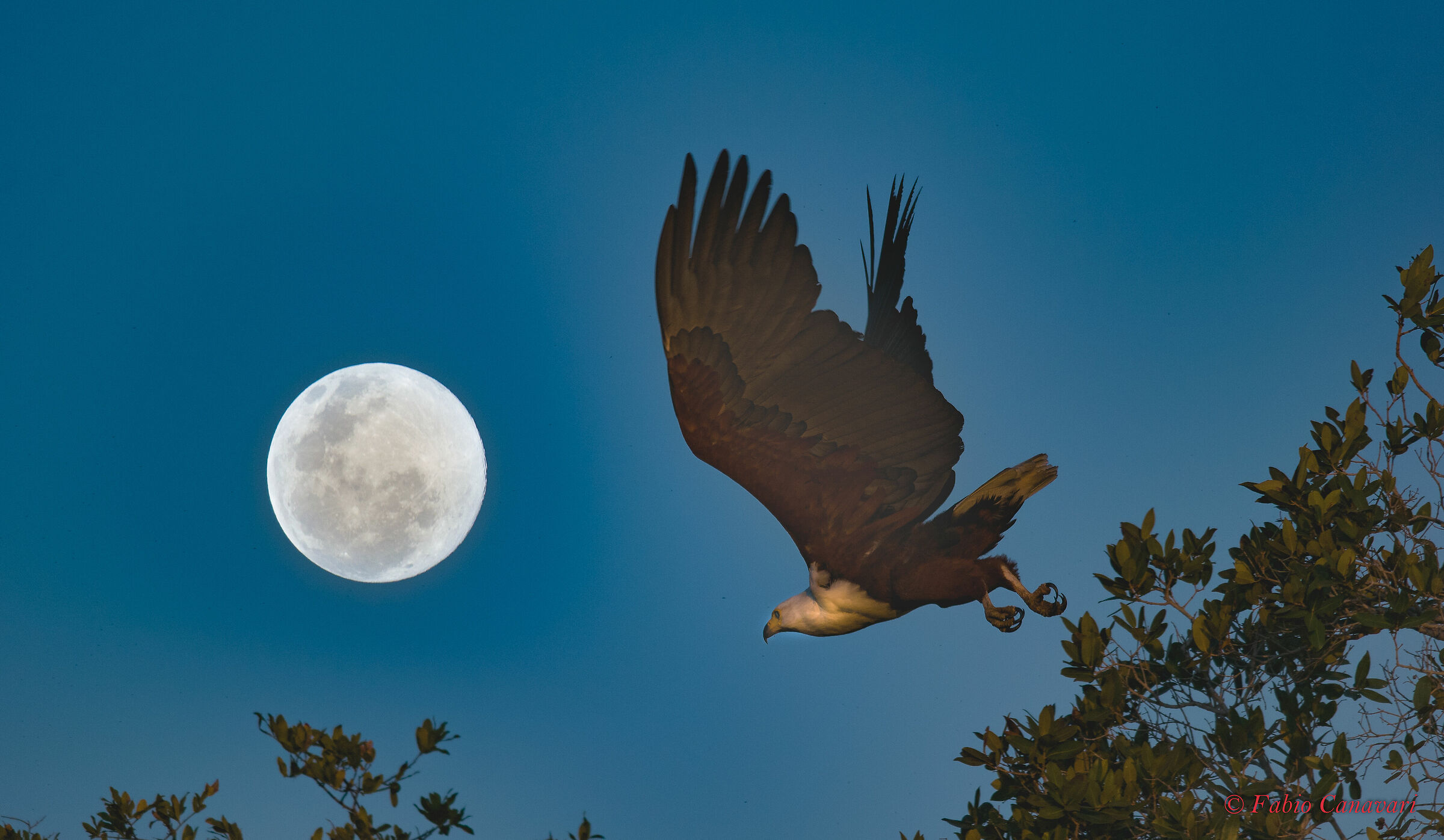 Fish eagle on the moon