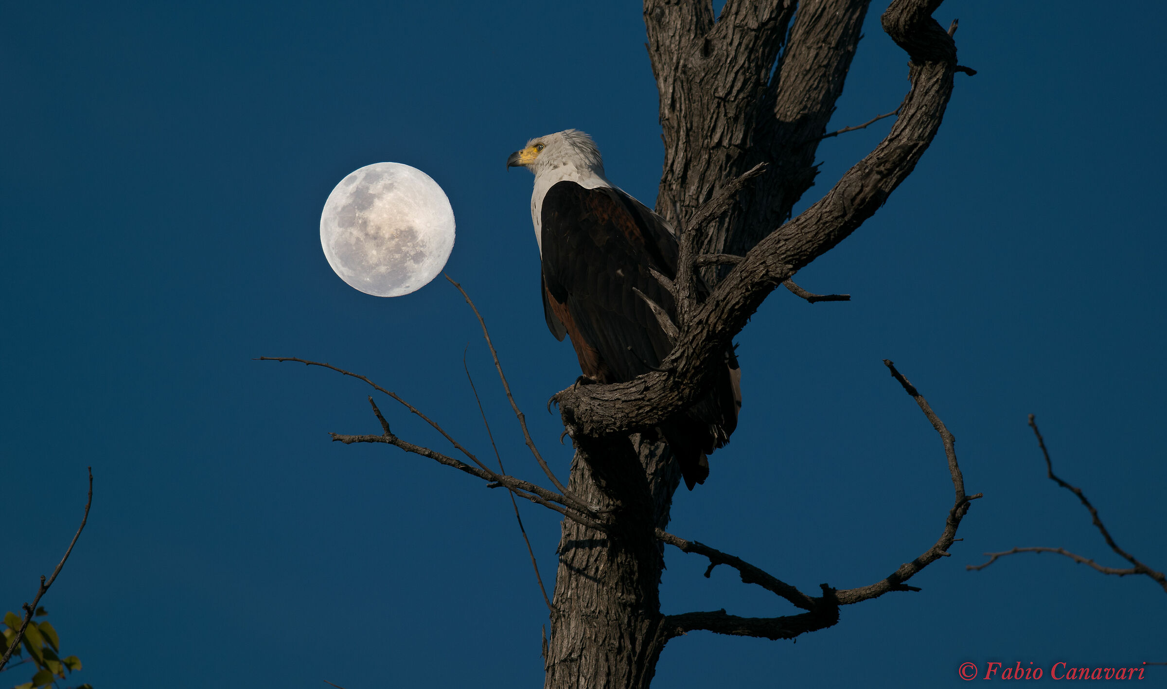 Fish eagle watch the moon