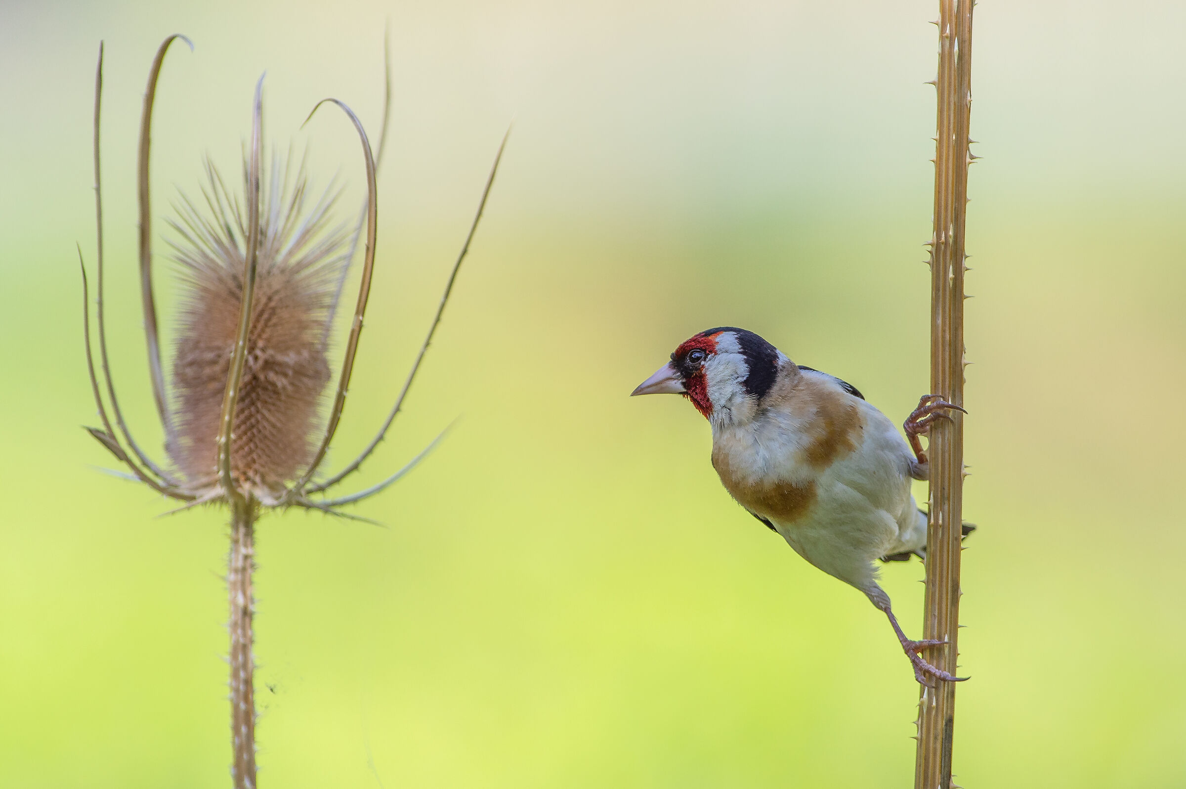 caldo, cardo e cardellino