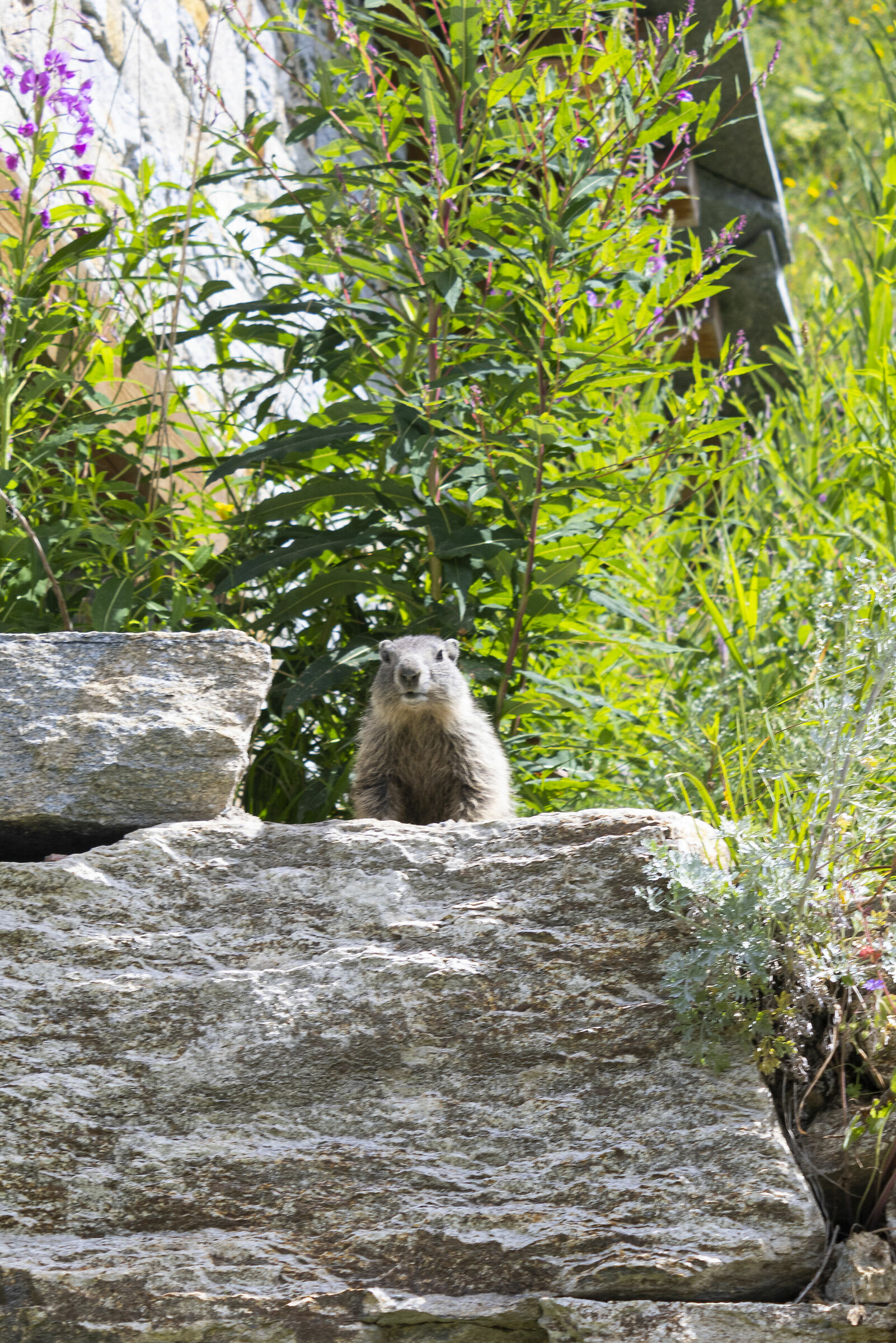 Marmot