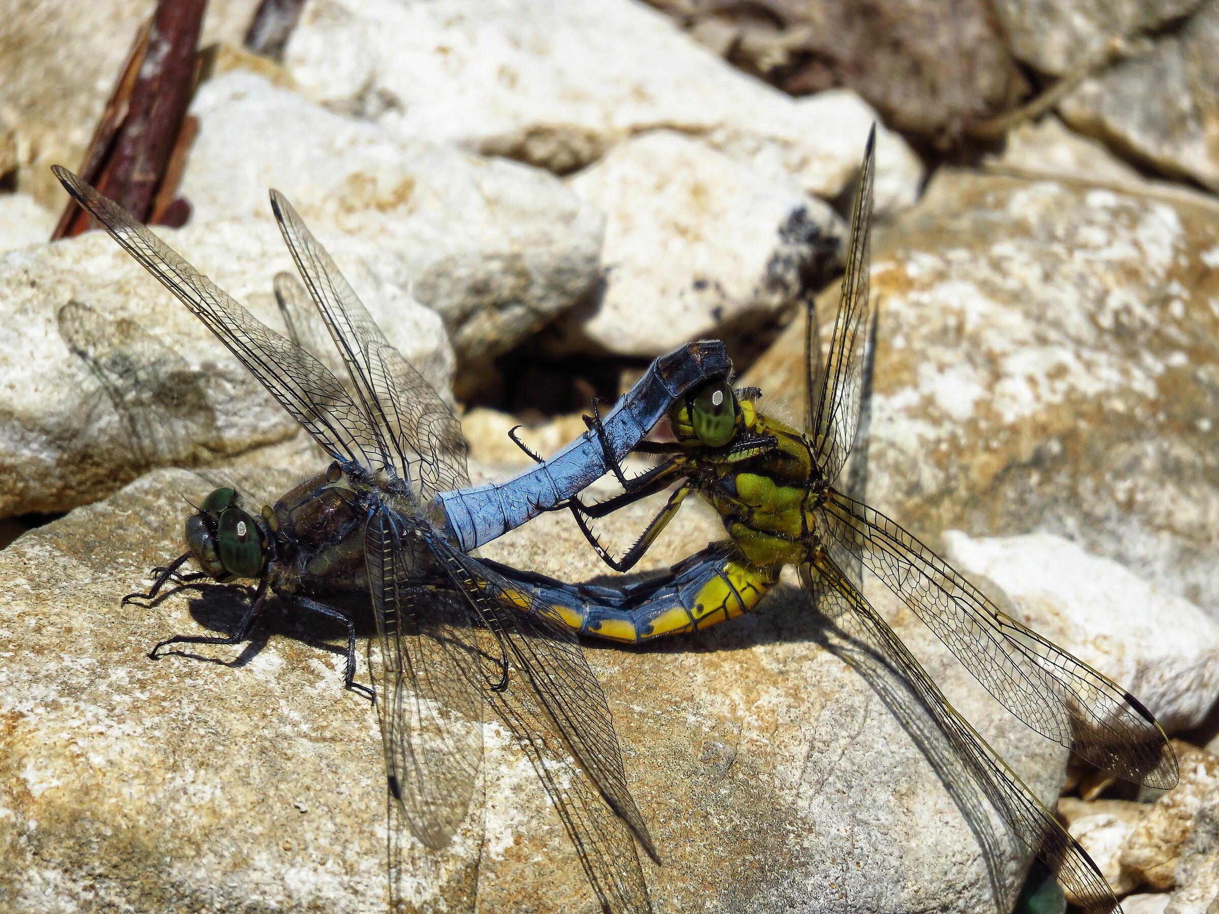 Libellule in accoppiamento