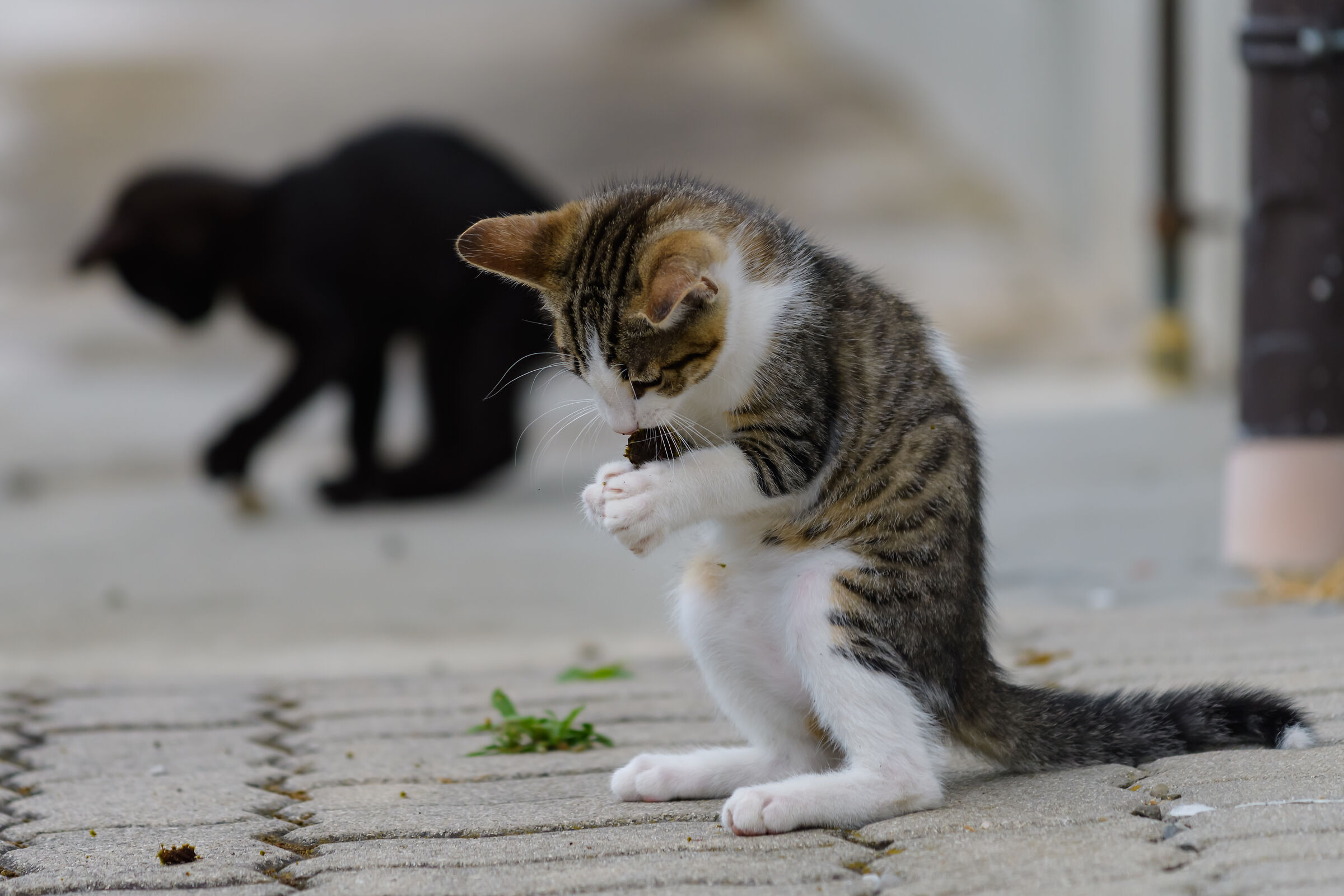 Ma sei un gatto o un canguro.....?