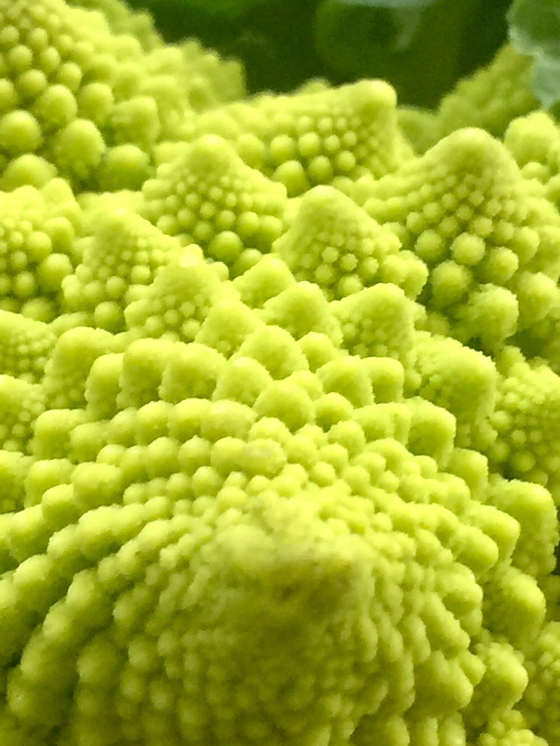 A picture of the cabbage