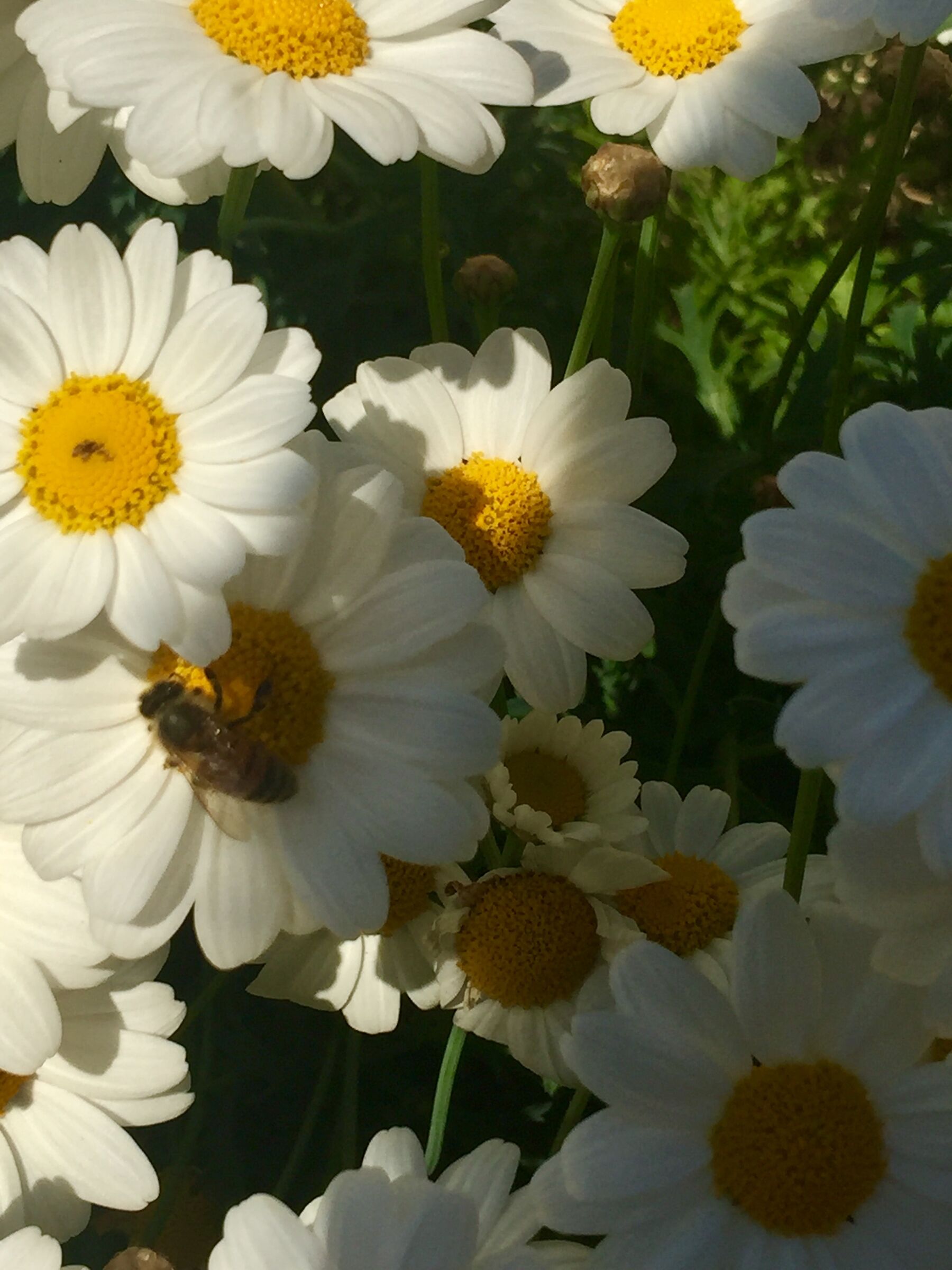 Margherite in half-shadow