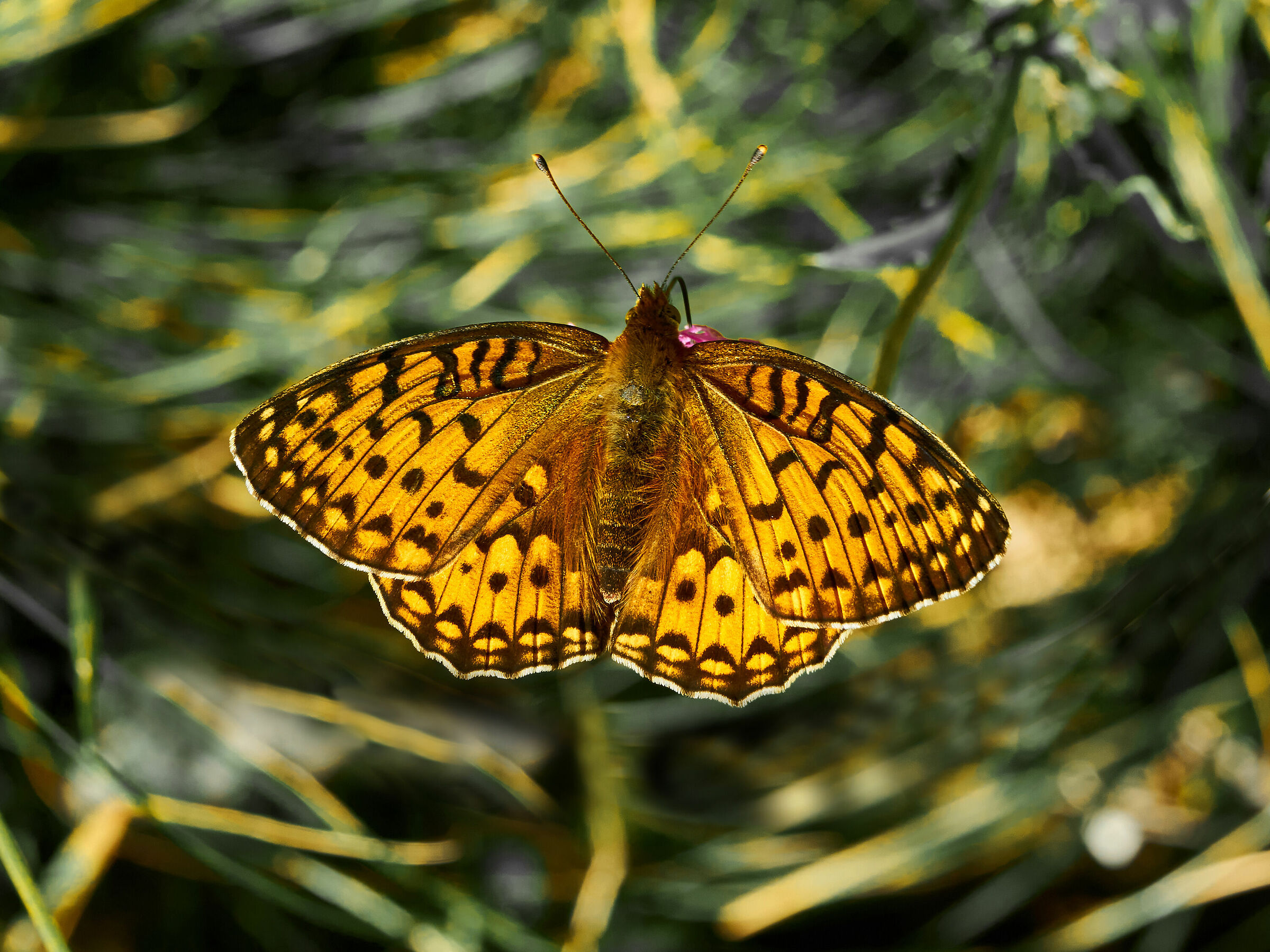 Argynnis paphia