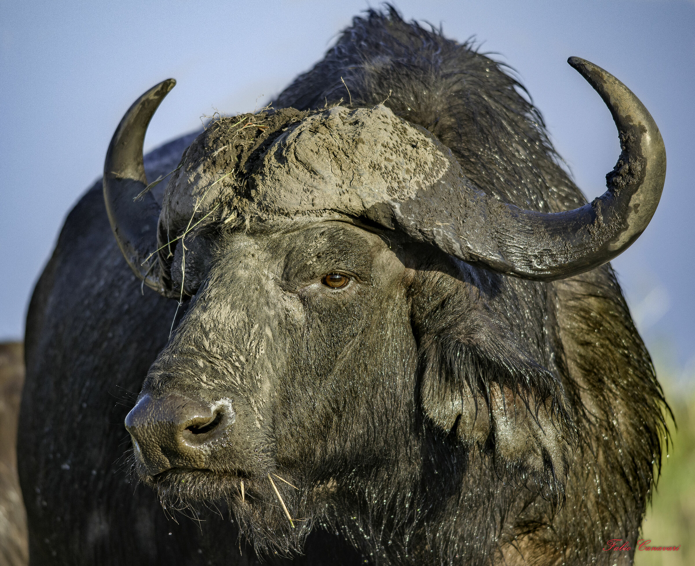 Everything is okay? African buffalo