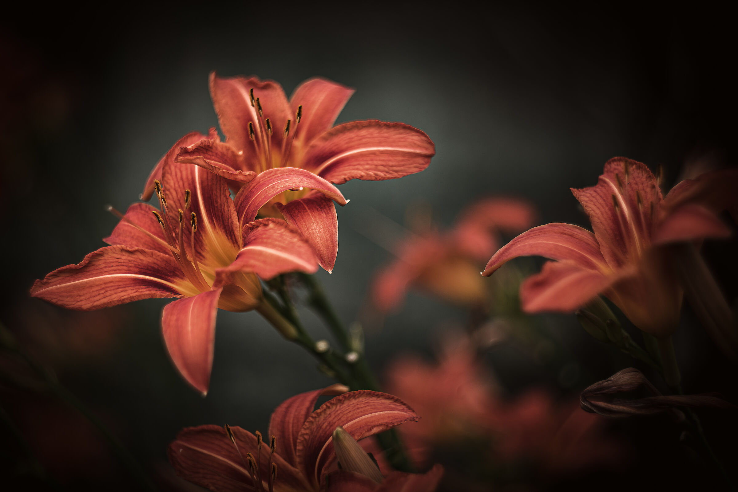 Lilies