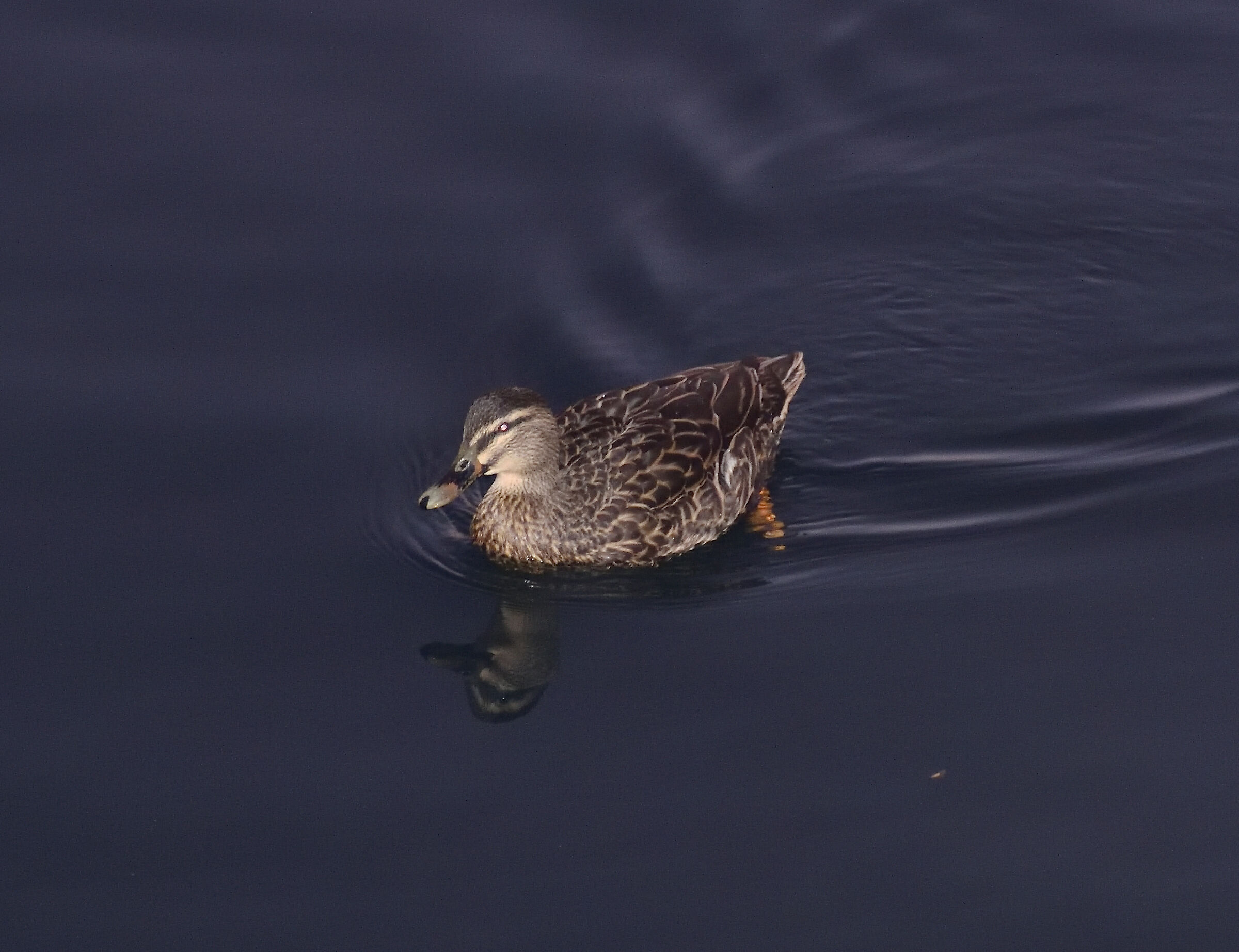 A passeggio di sera...