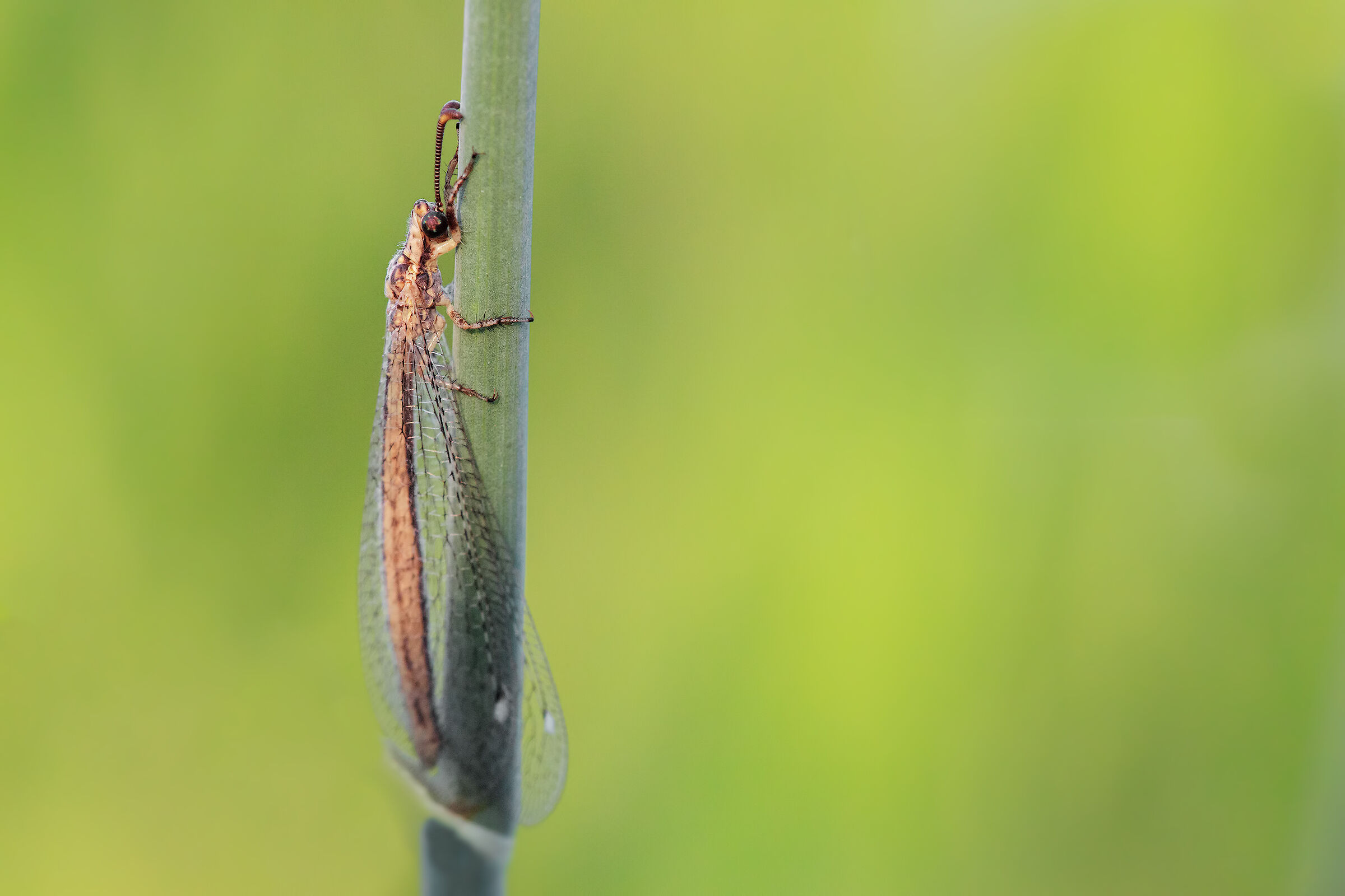 Formicaleone (adulto)