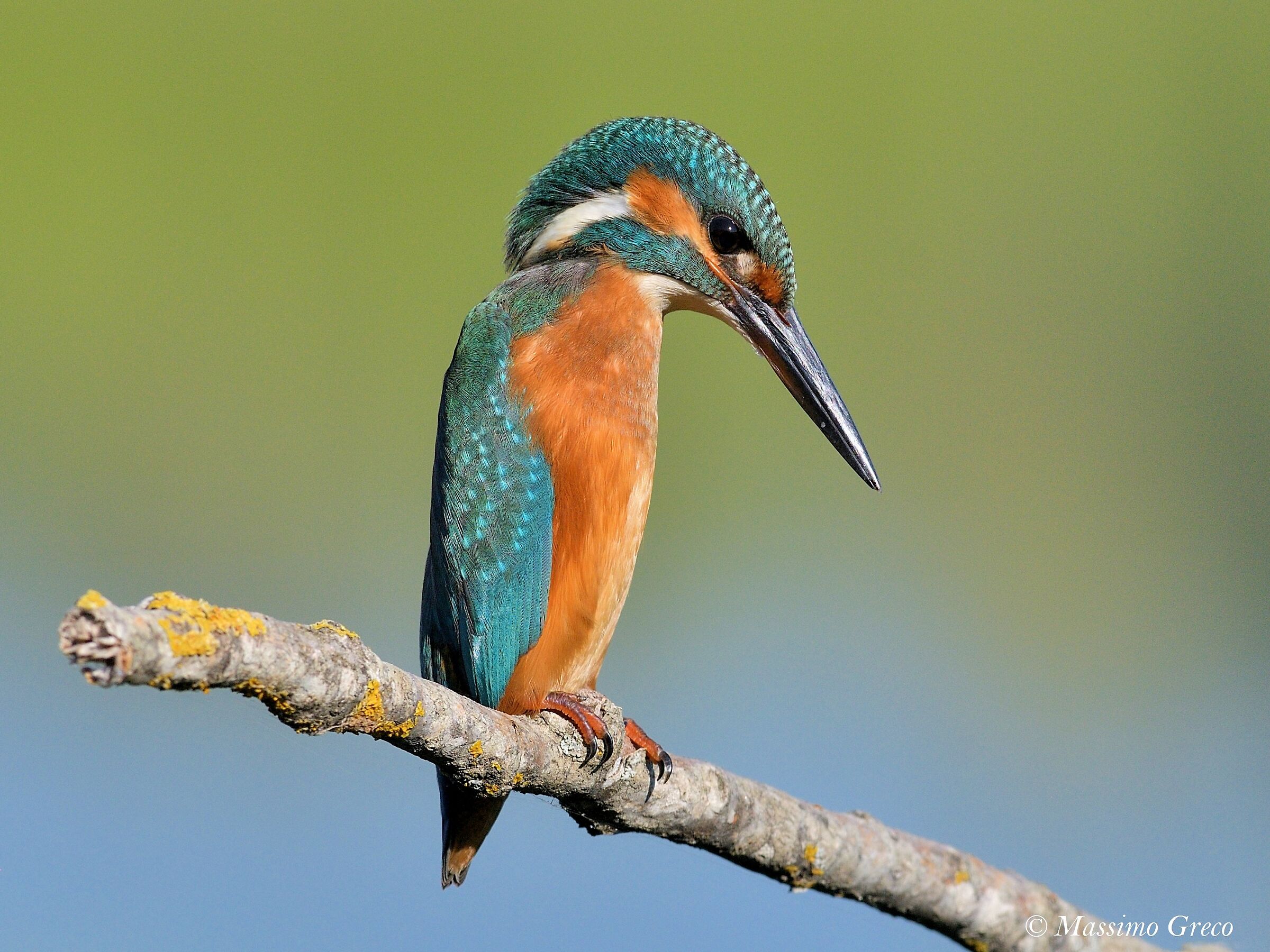 Kingfisher