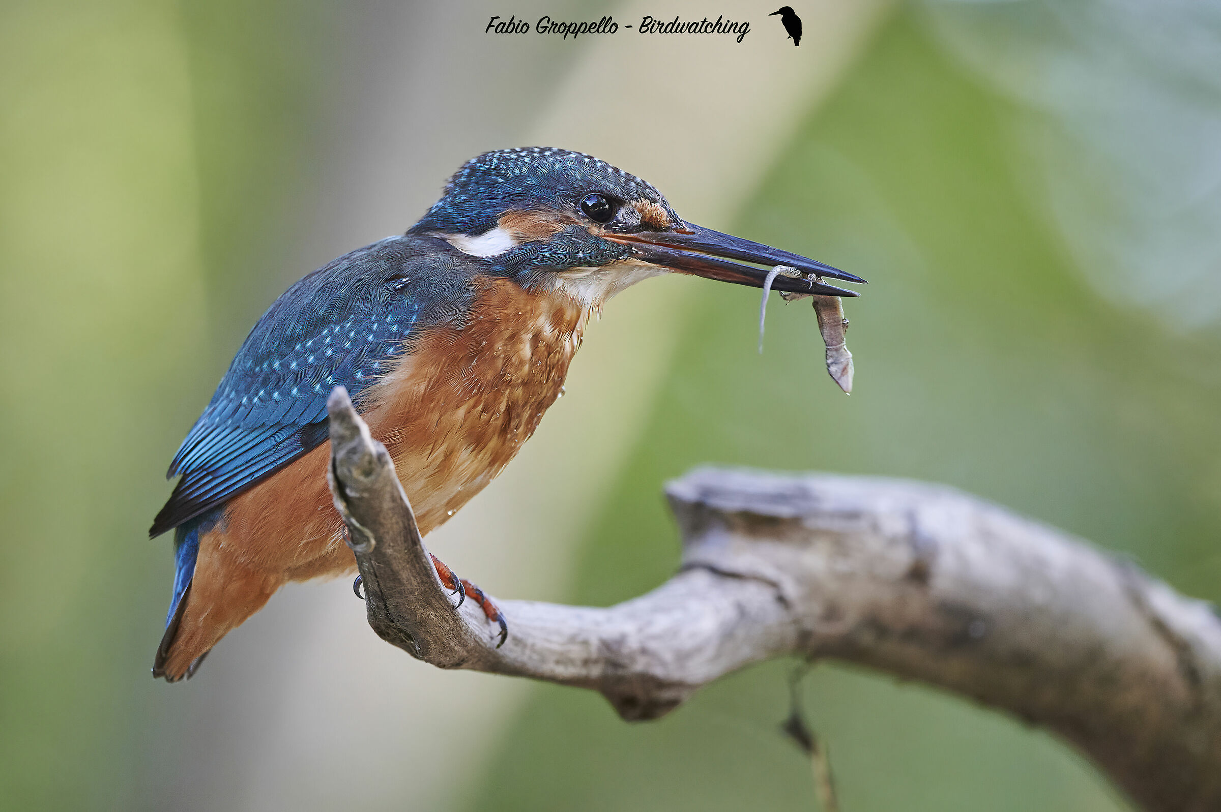 Martin Pescatore con Lucertola
