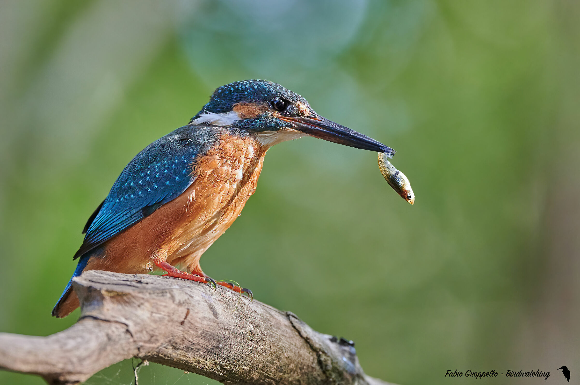 Martin Pescatore con Pesce