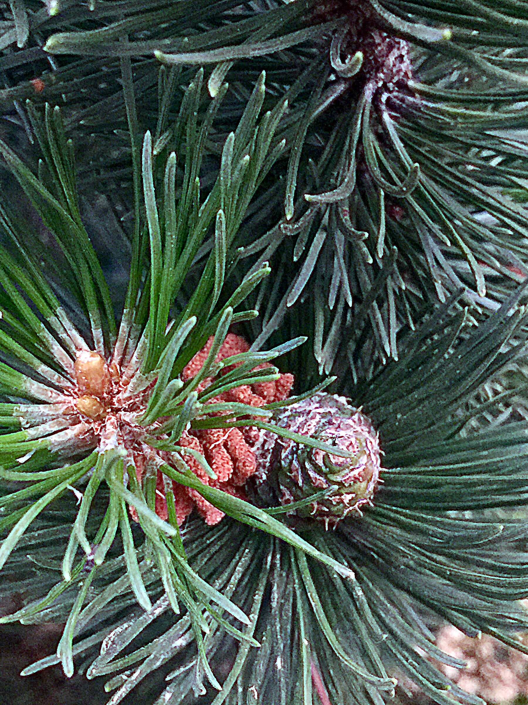 Pine needles