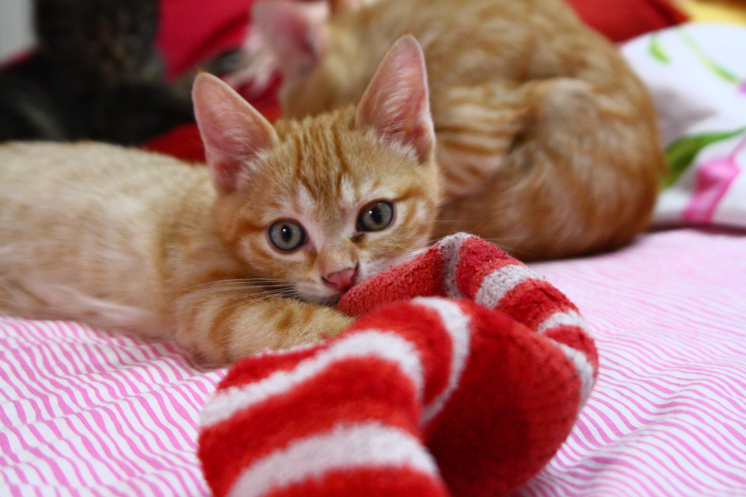 Questa me la mangio ..