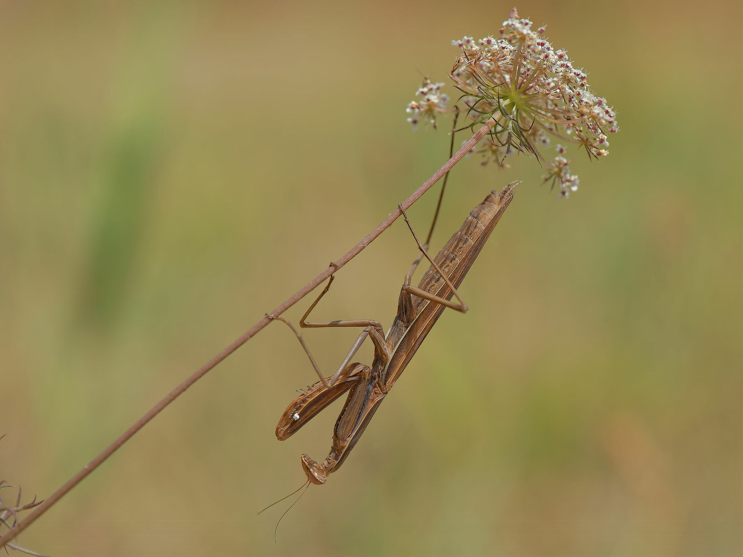Religious mantis