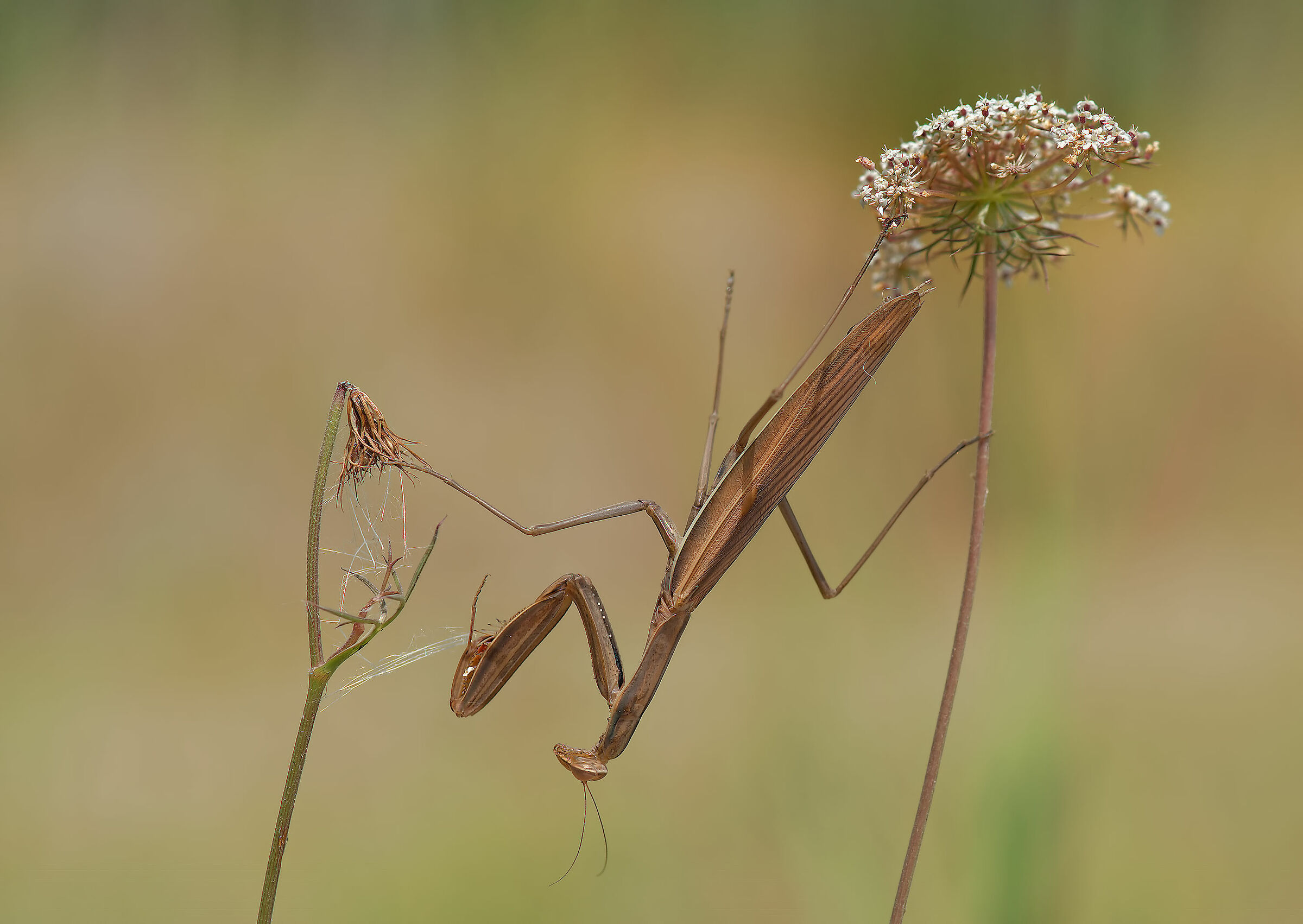 Religious mantis