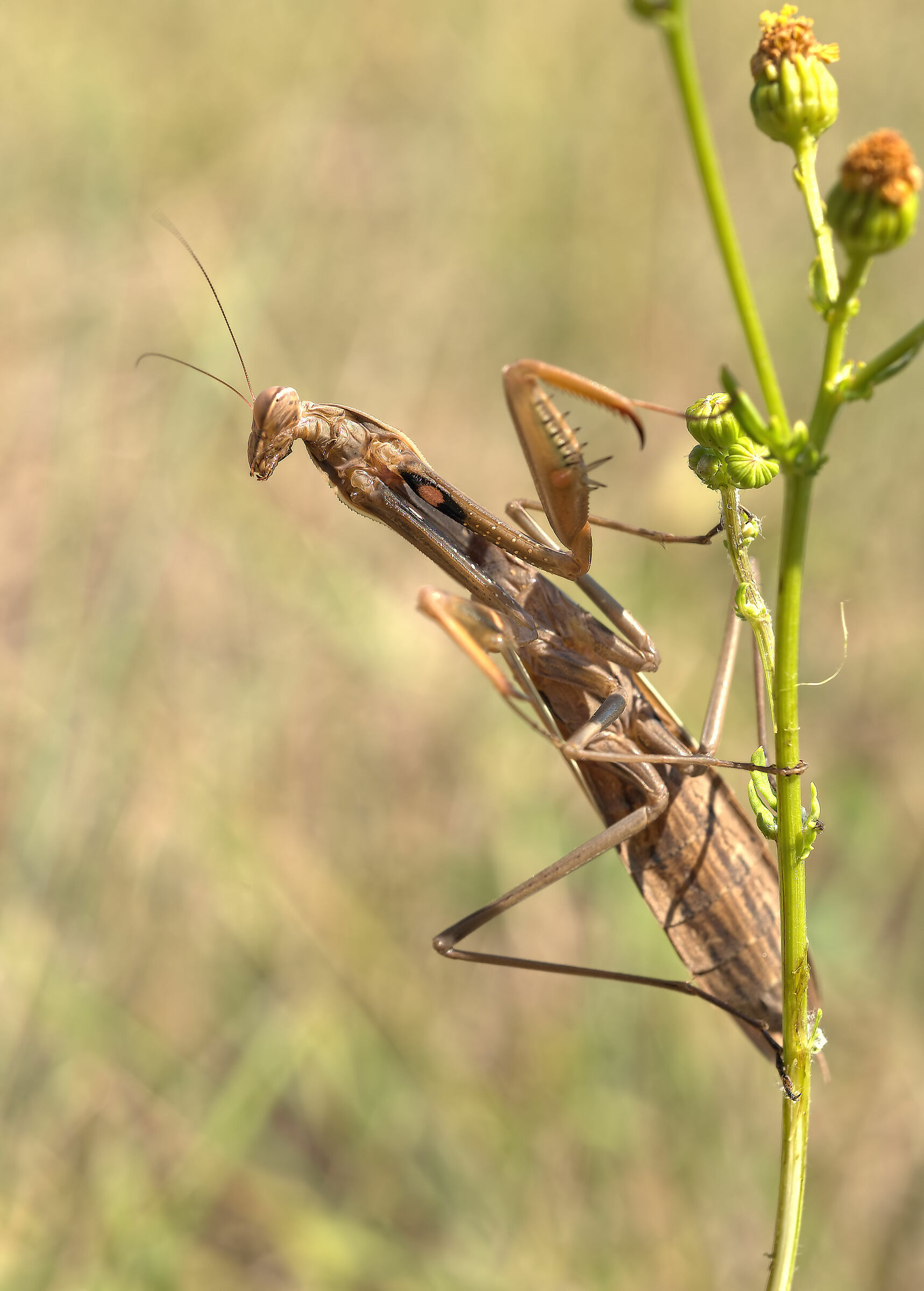 Religious mantis