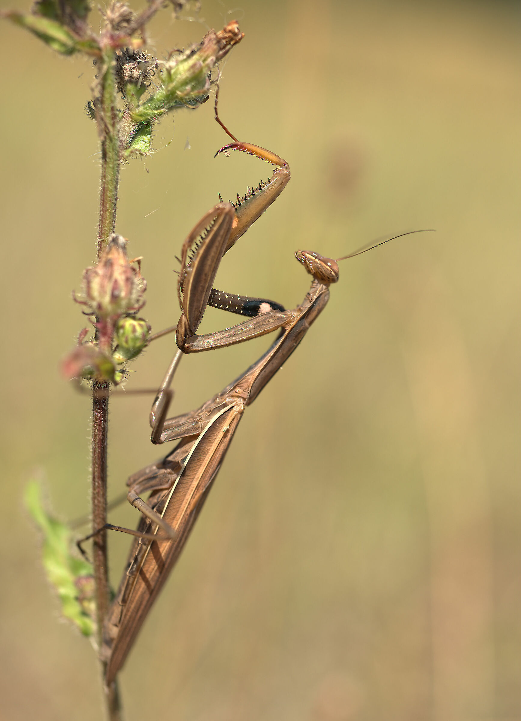 Religious mantis