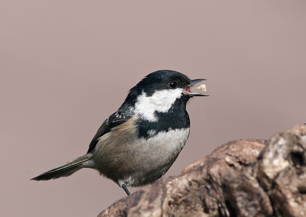cincia mora   la linguaccia