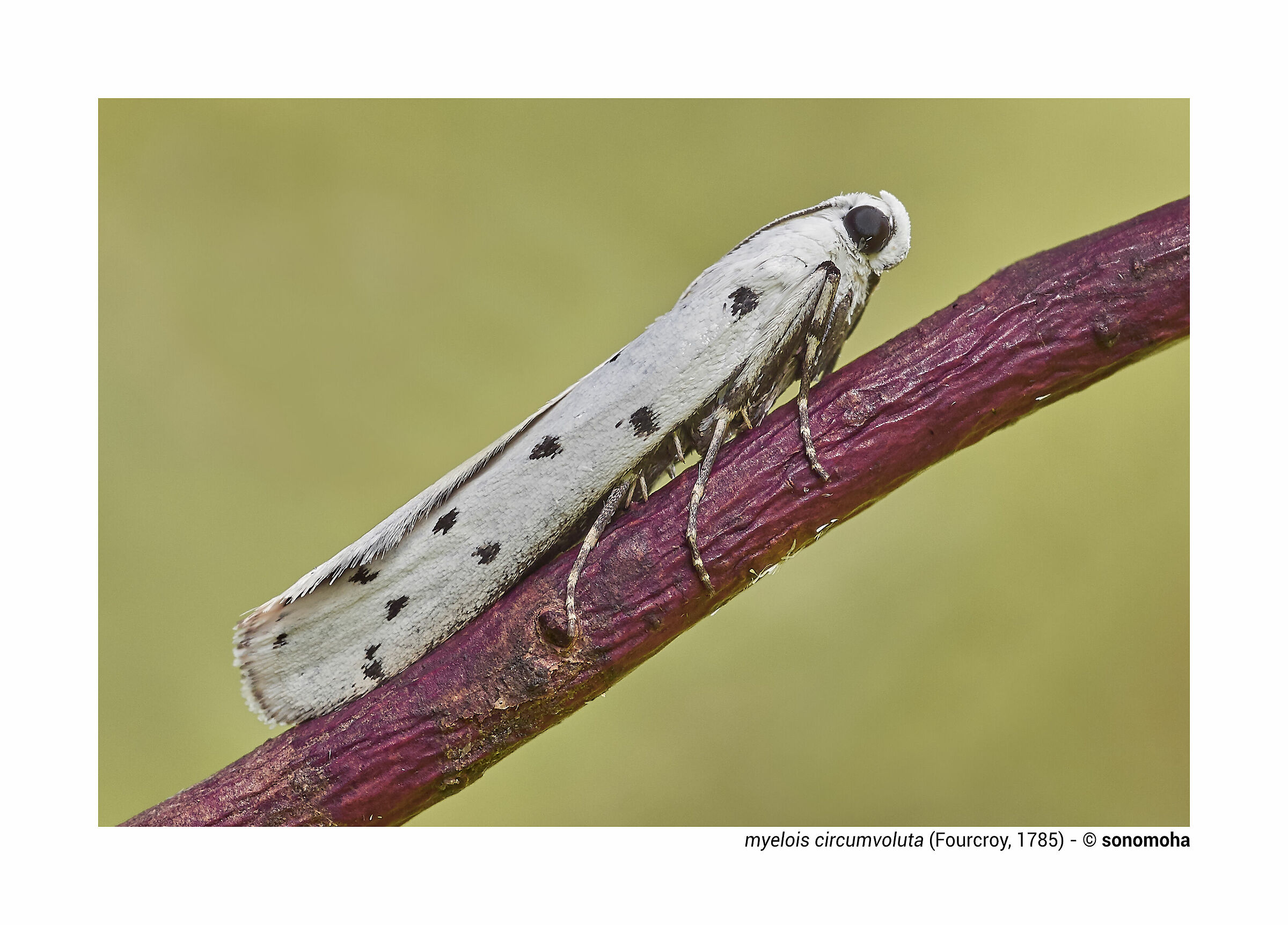 Circumvoluted Myelois