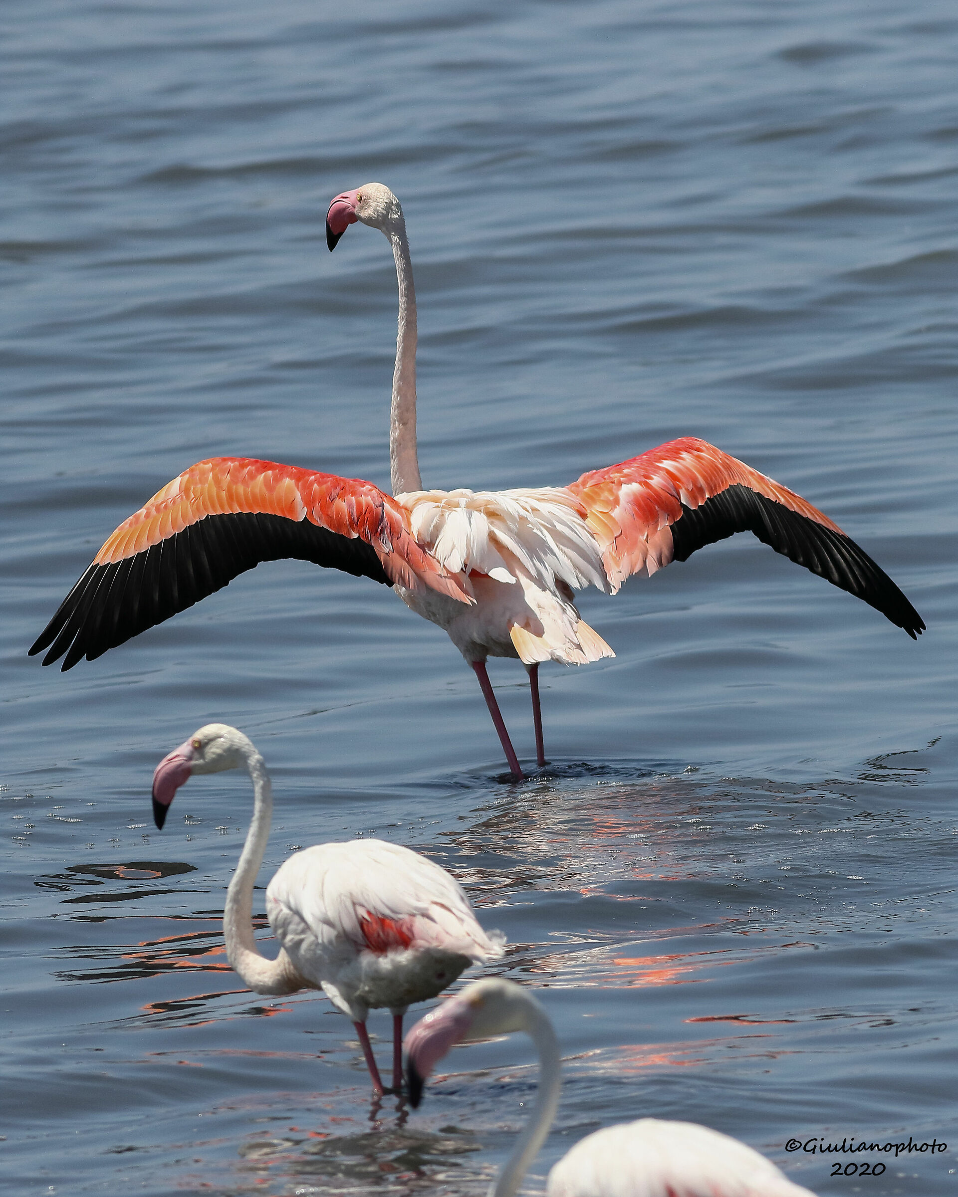 Fenicotteri