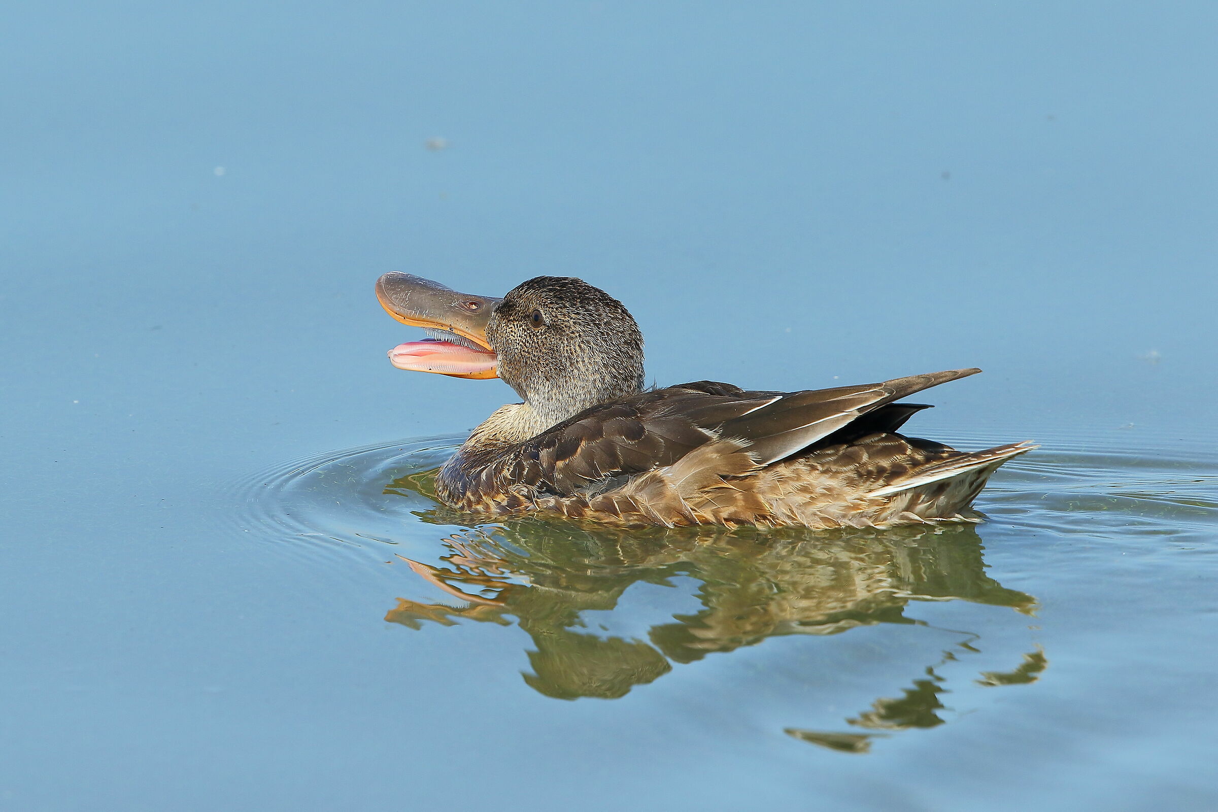 forse da grande saro' un coccodrillo?
