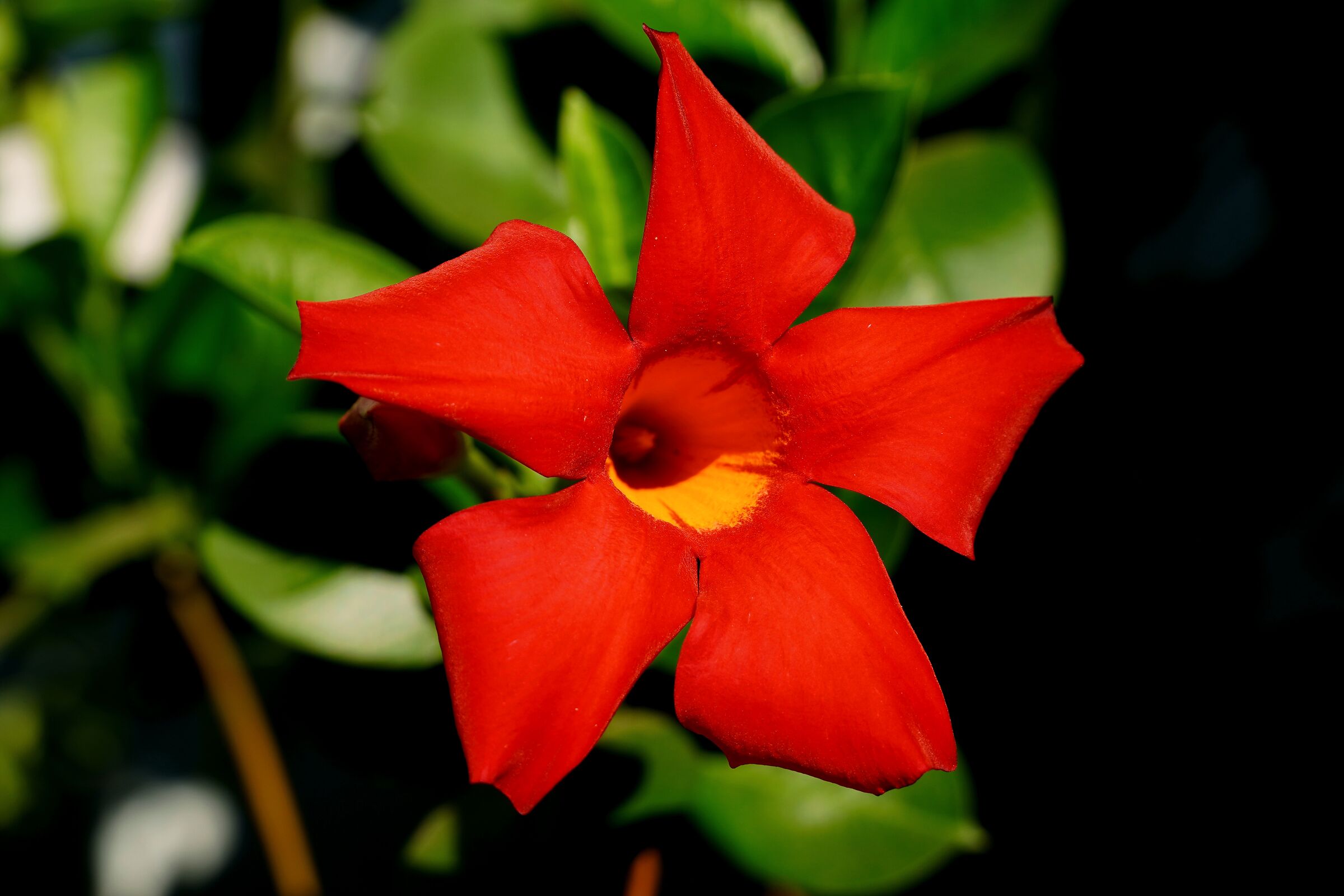 Dipladenia IV