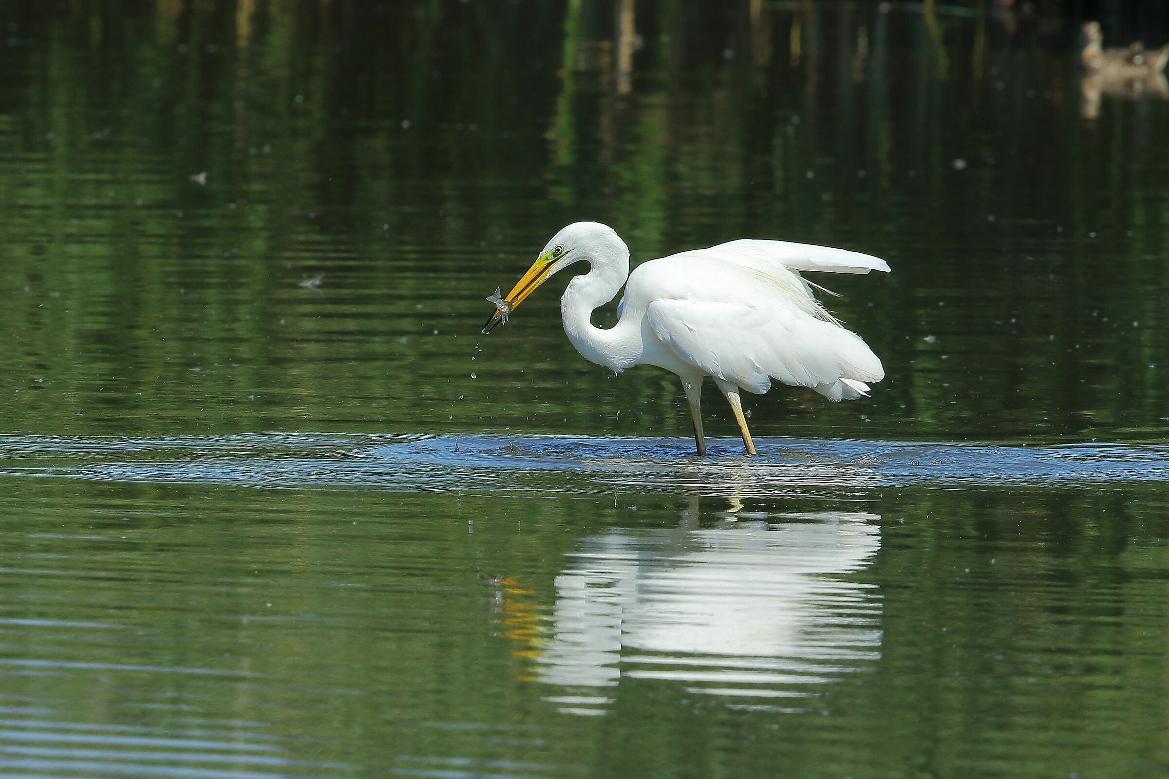 White heron with prey