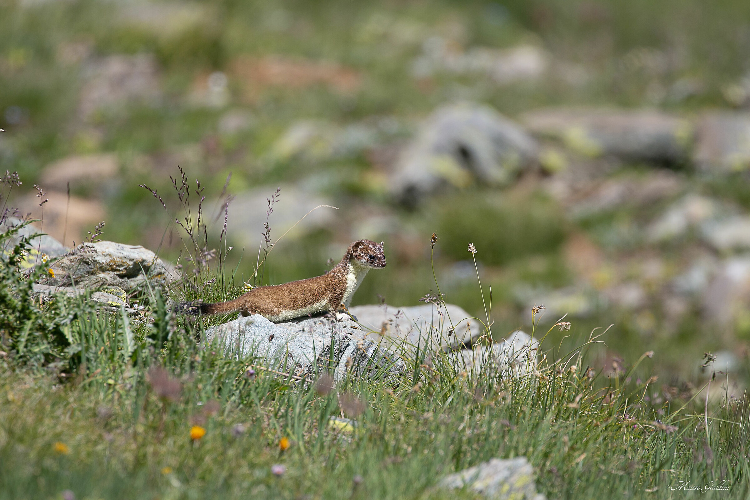 Ermine in its natural environment