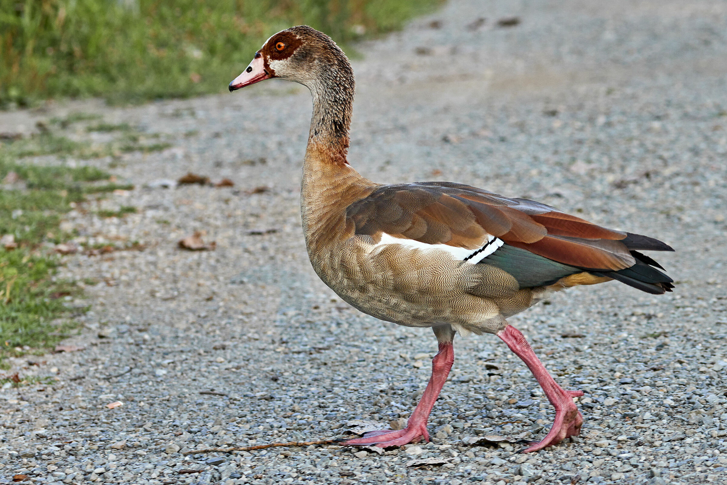 Egyptian goose