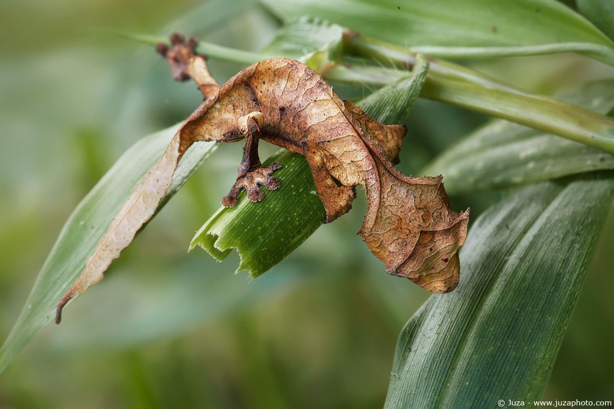 Uroplatus ebenaui (Gecko Leaf), 010633