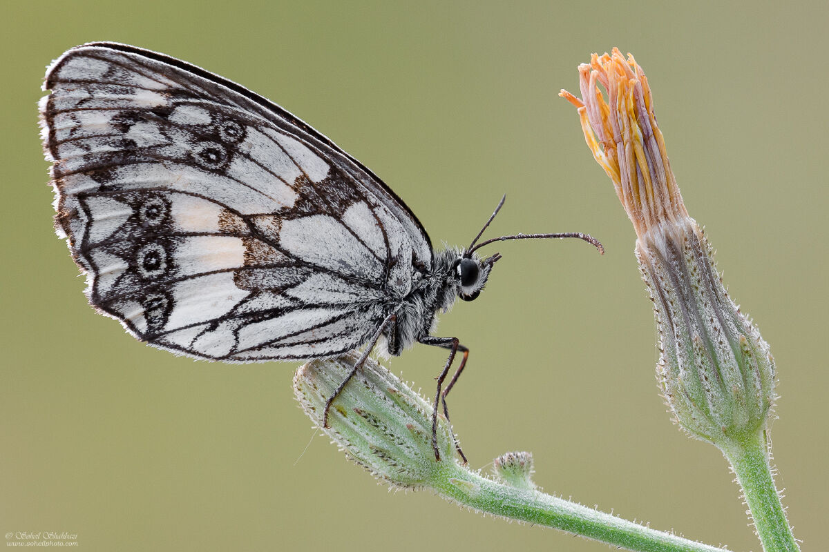 marbled white butterfly