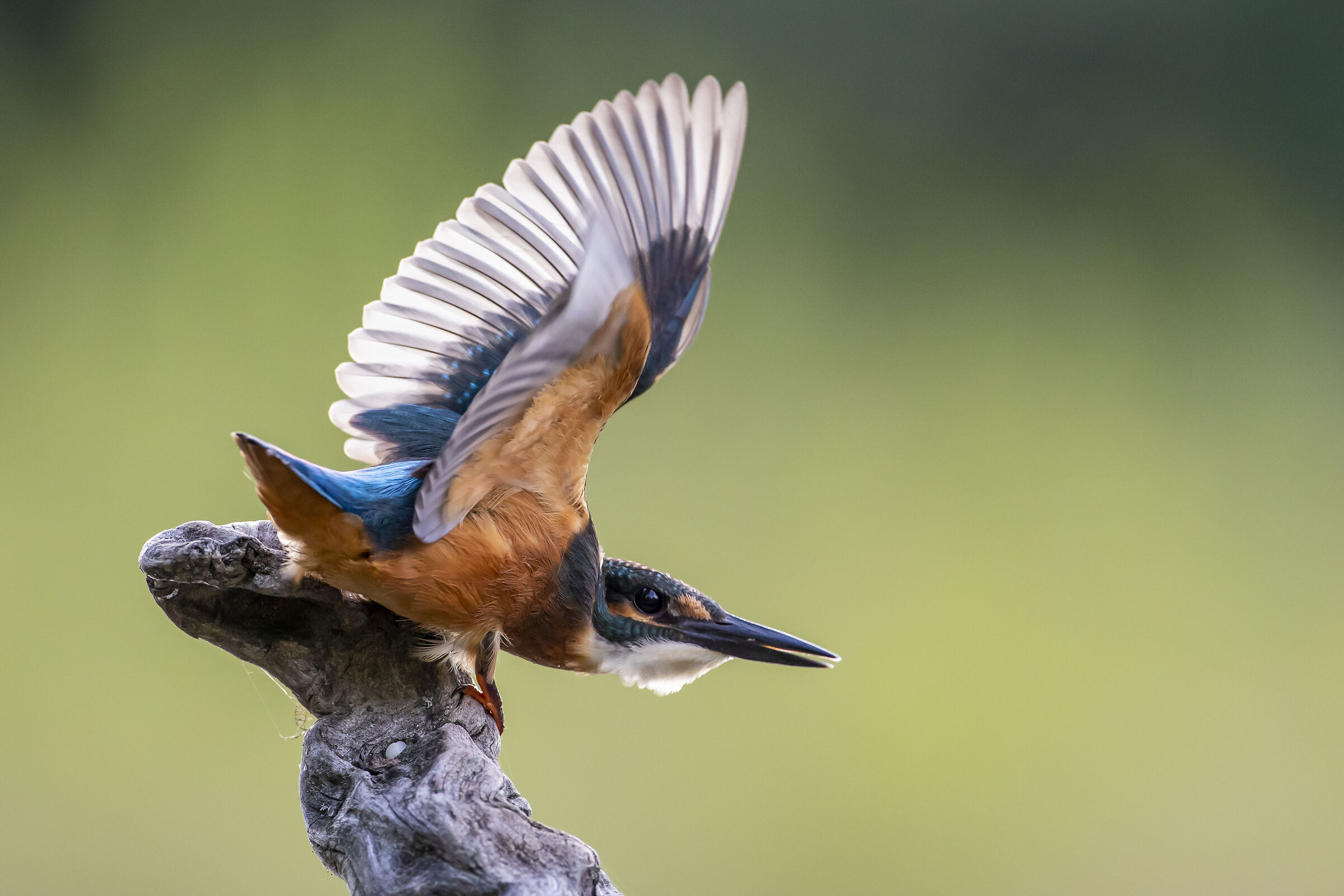 Kingfisher
