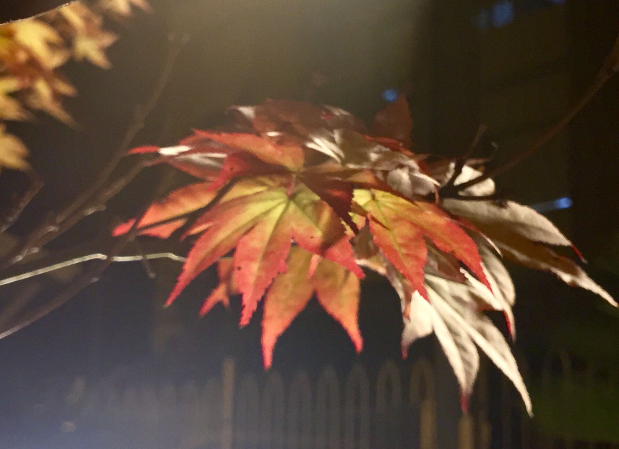 Acer palmatum, particular of the leaves in the evening
